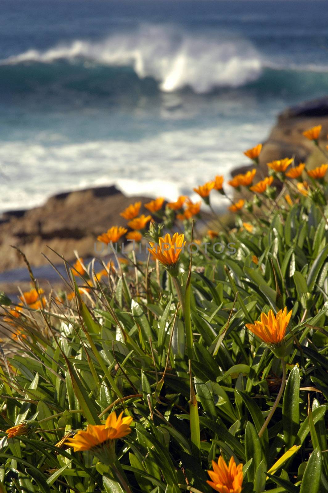 nature scenery, orange flowers in front of brown rocks, water behind edge cliff, blurred white wave coming closer