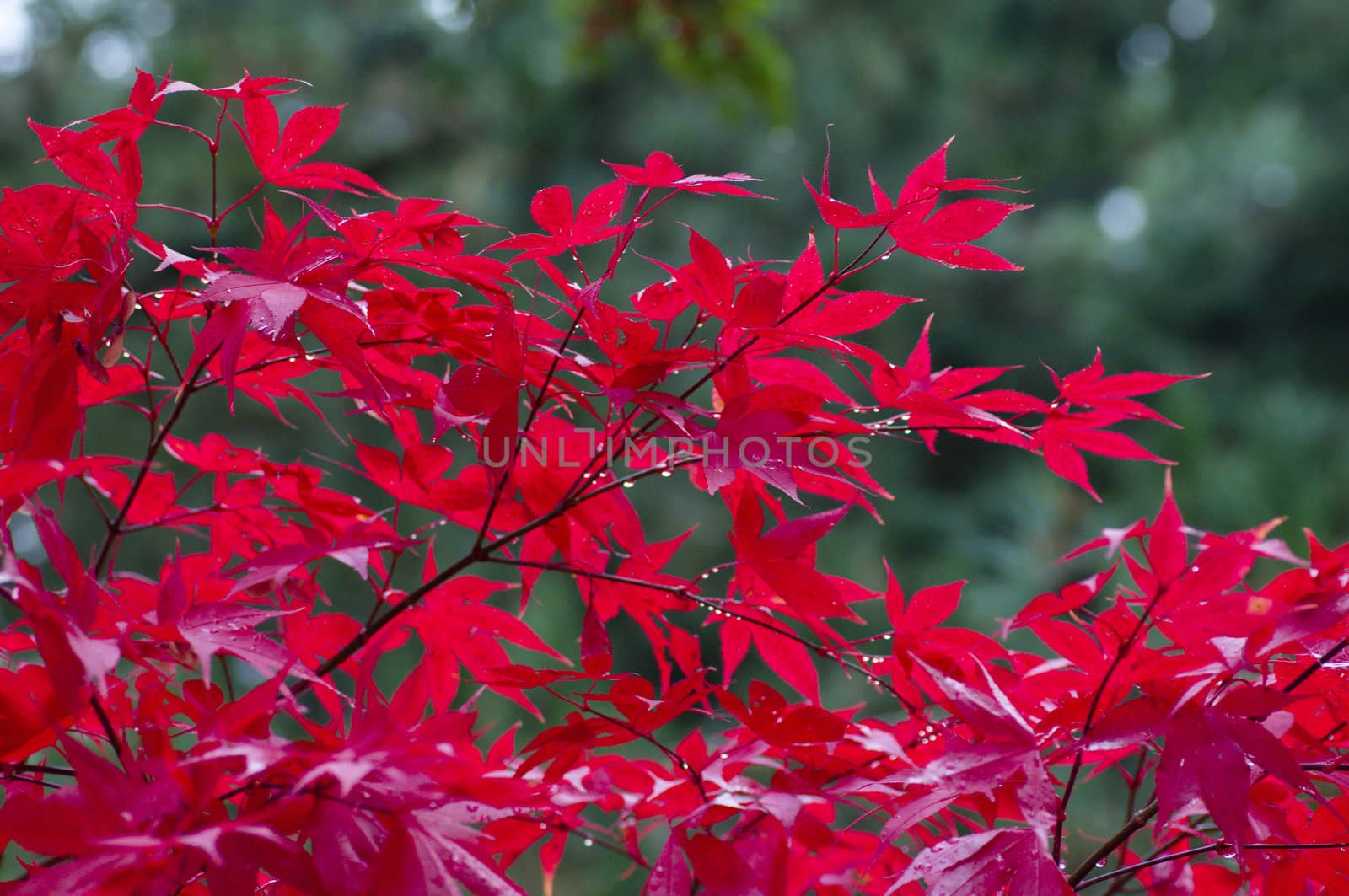 Red Japanese maple tree in autumn among green leaves