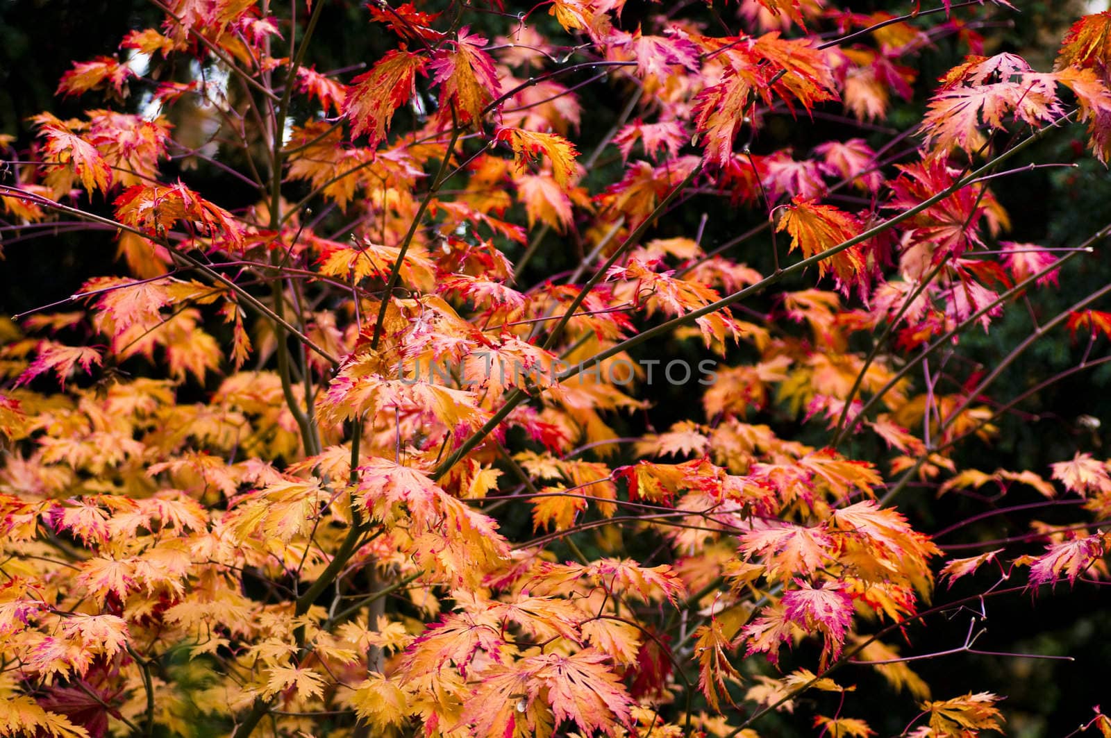 Yellow and orange leaves of a tree in autumn