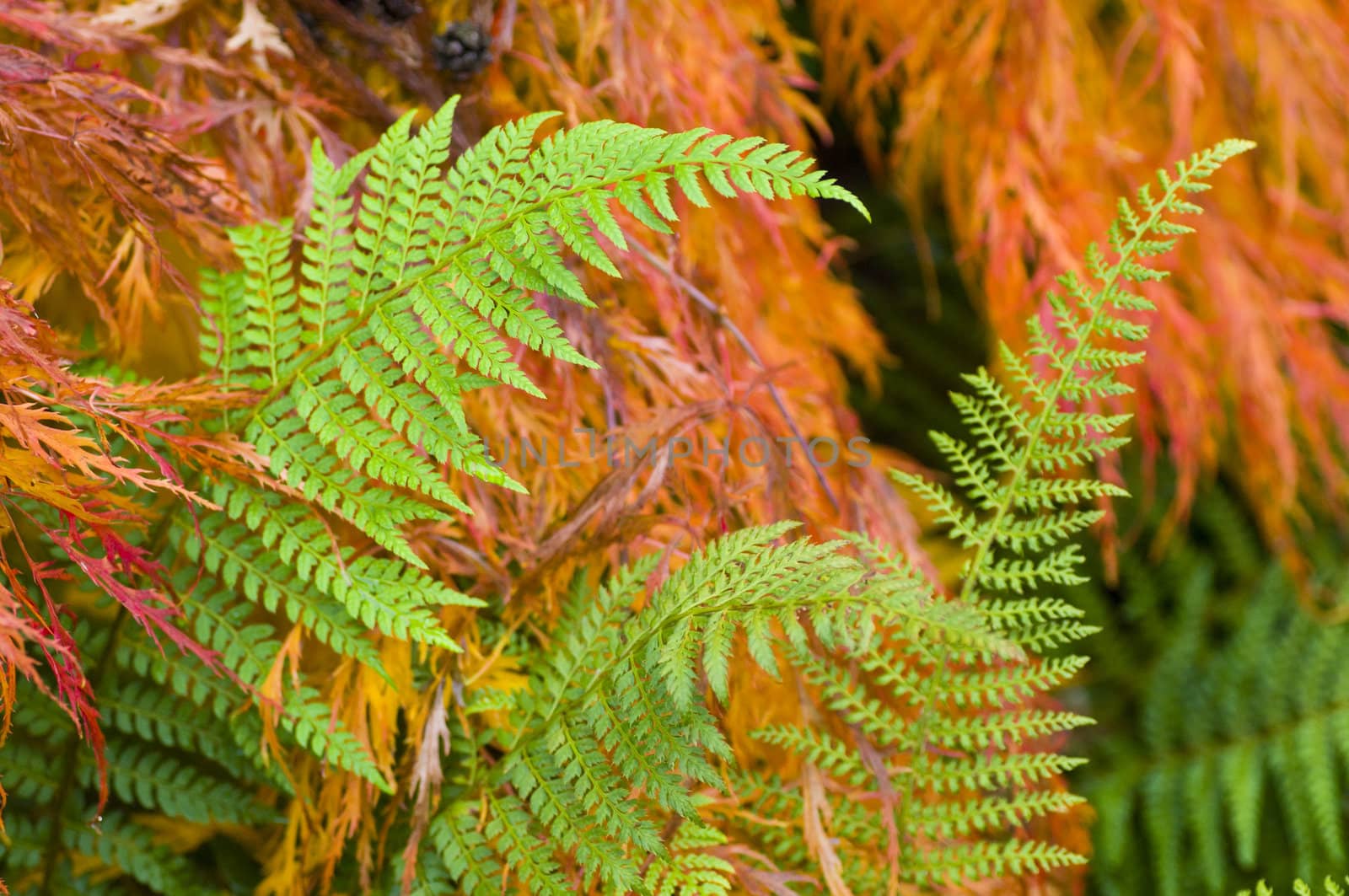 Green Fern leaves among orange maple tree leaves