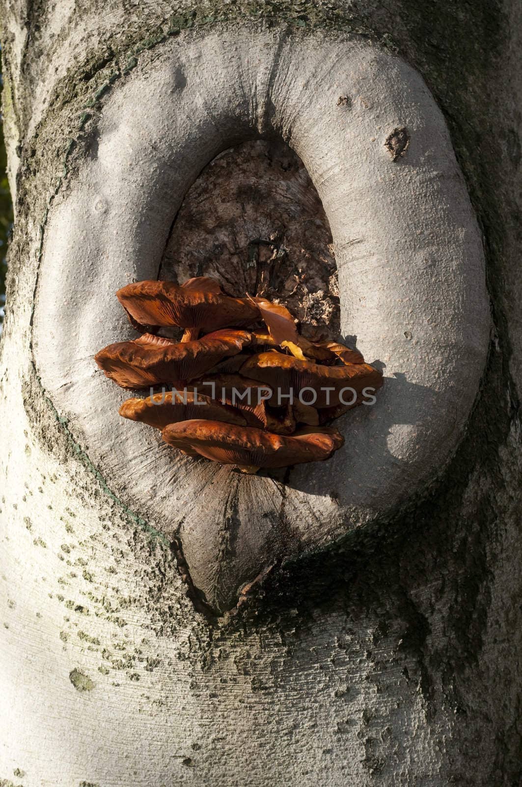 Orange mushrooms growing out of a tree hole in autumn