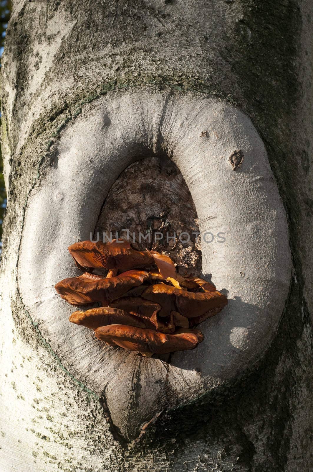 Orange mushrooms growing out of a tree hole in autumn