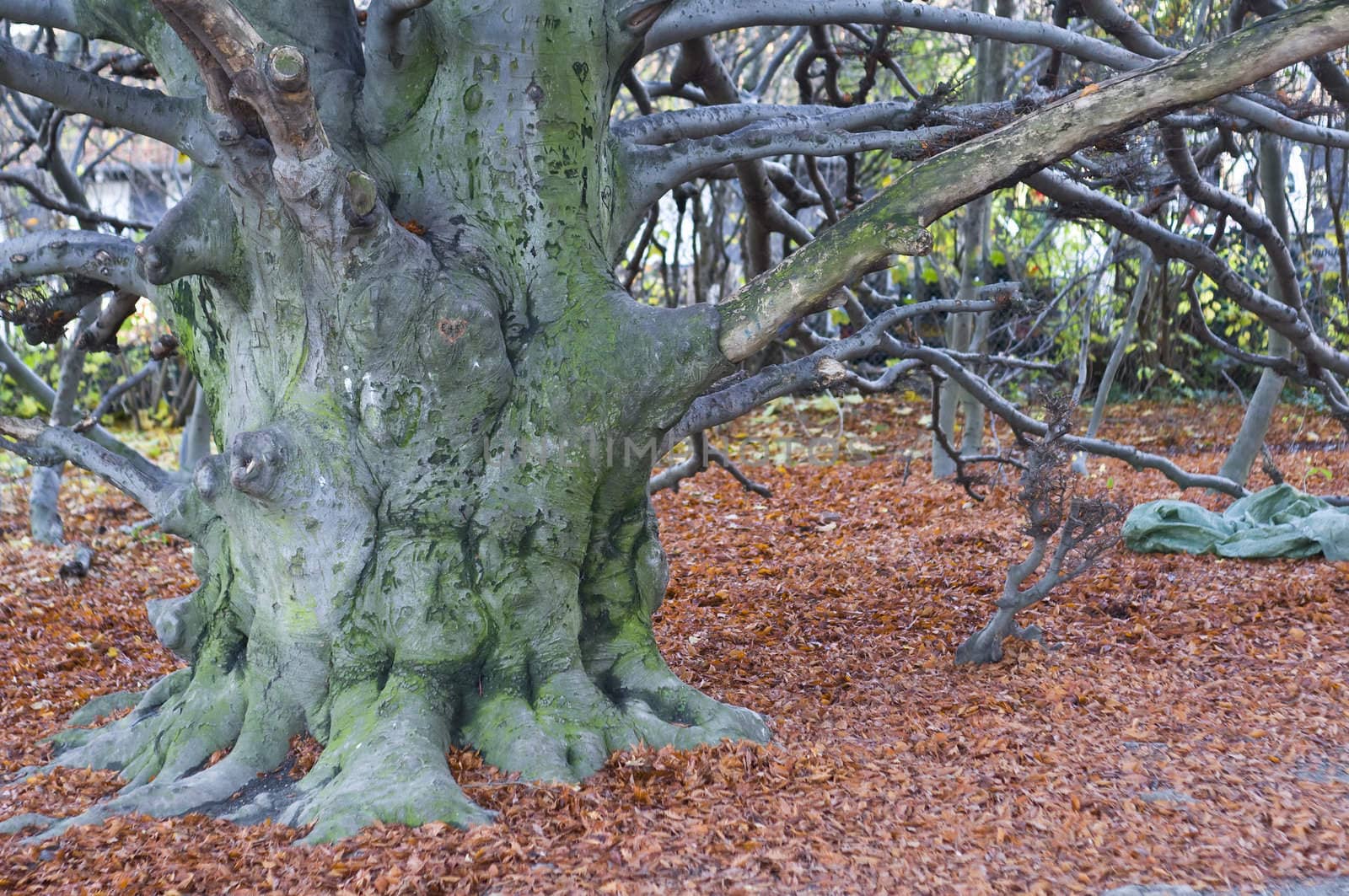 Large trunk of a forest in autumn with bed of leaves on ground