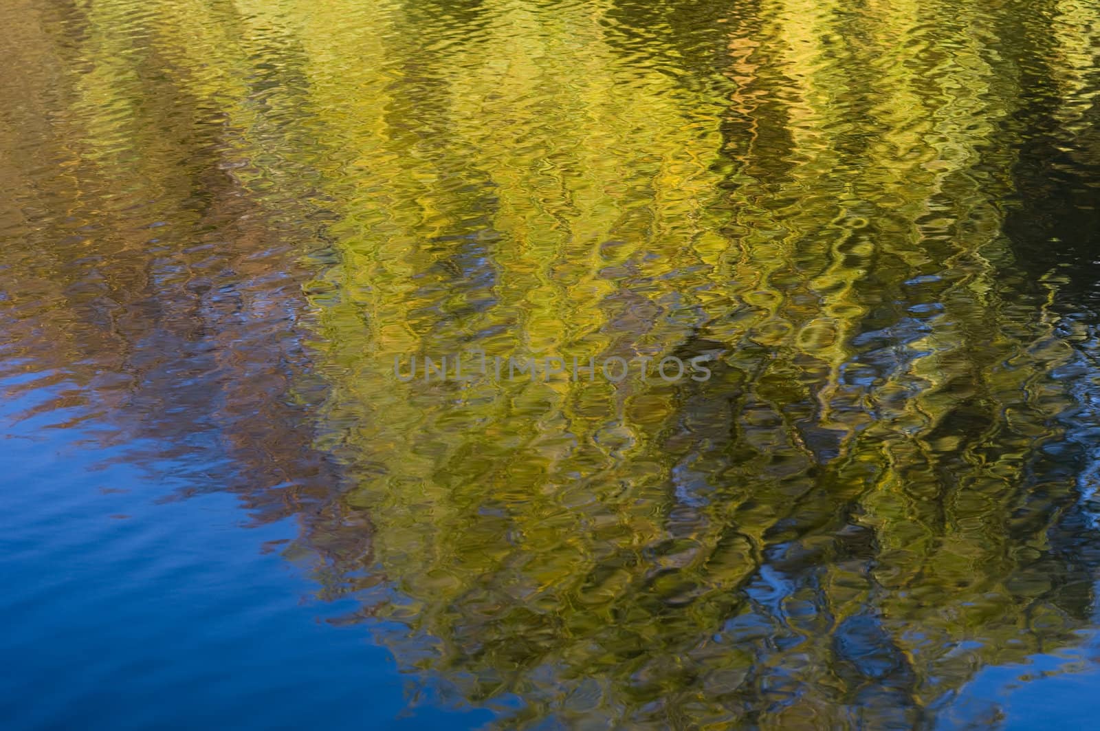 Reflection of yellow trees in autumn in water