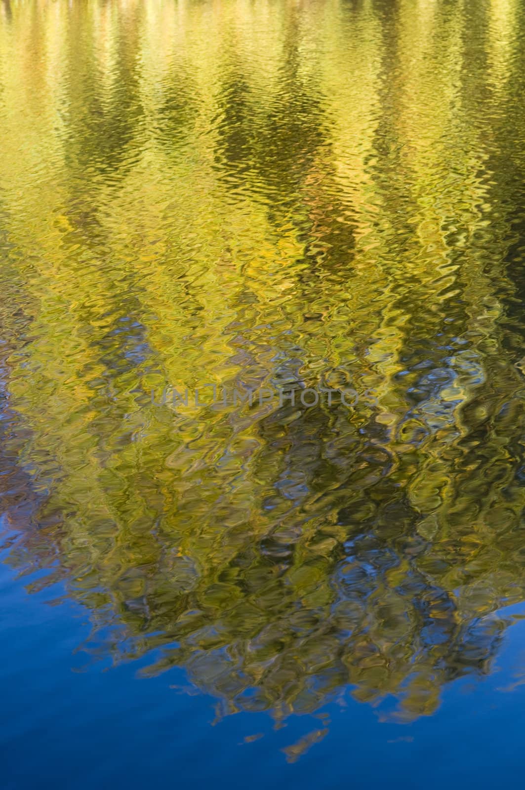 Reflection of yellow trees in autumn in water
