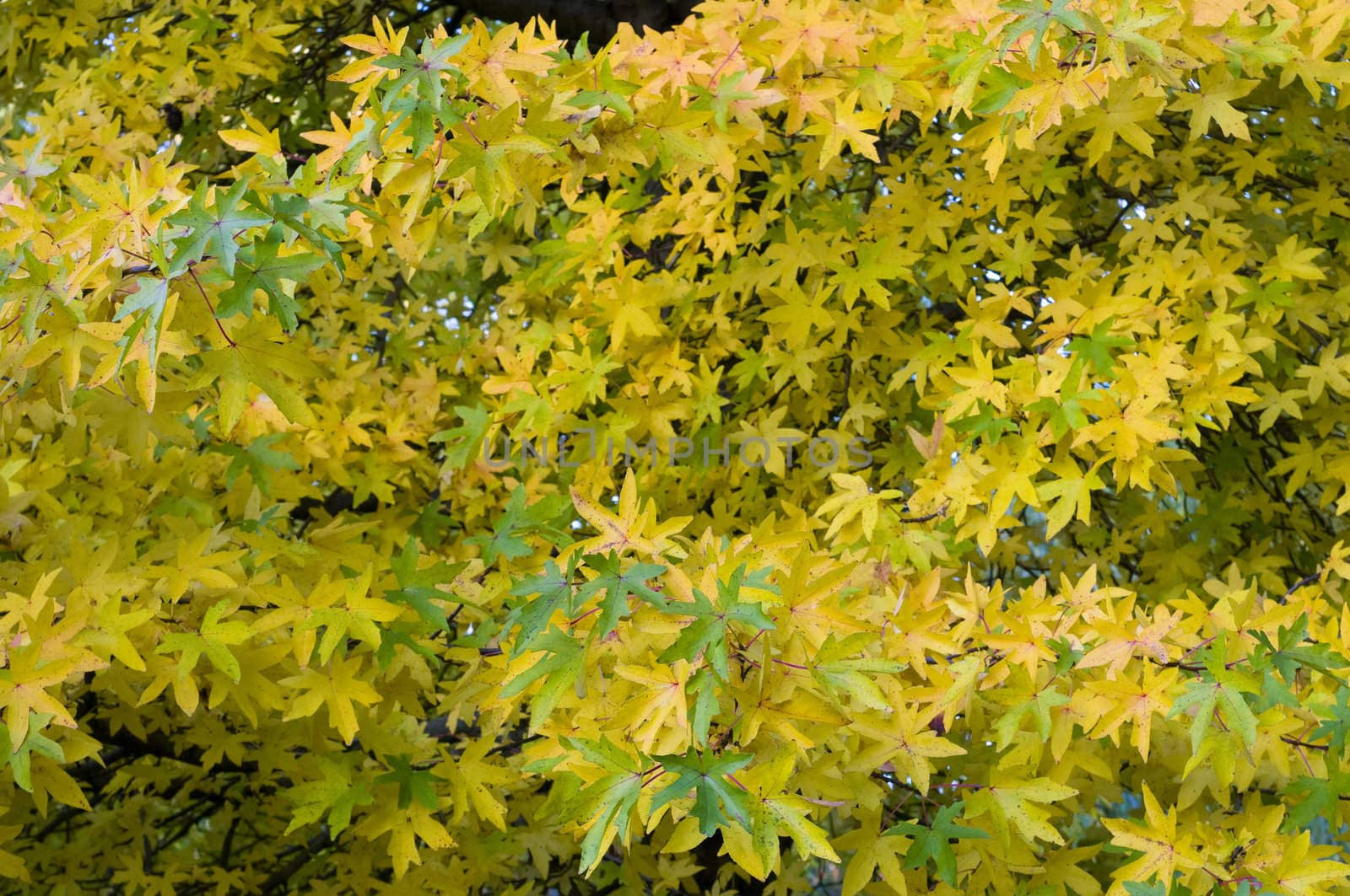 Yellow and green leaves of Maple in autumn