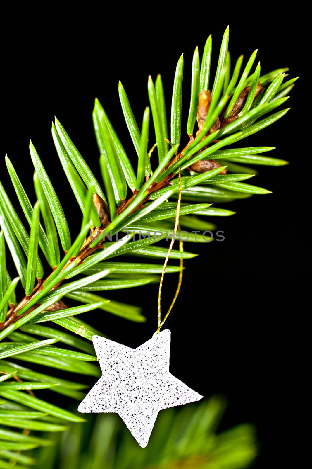 Fir branch with the star. by gitusik