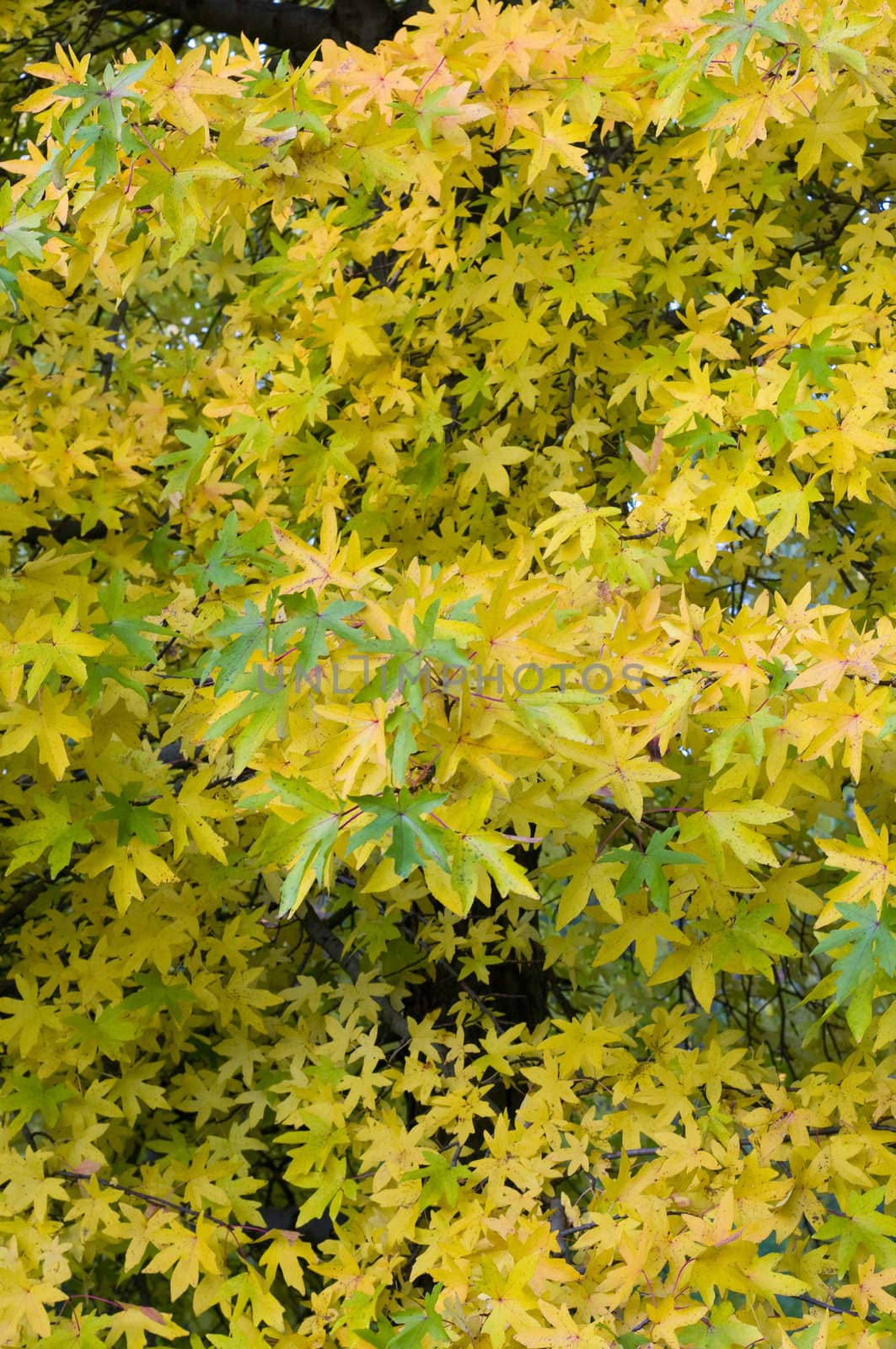 Yellow and green leaves of Maple in autumn