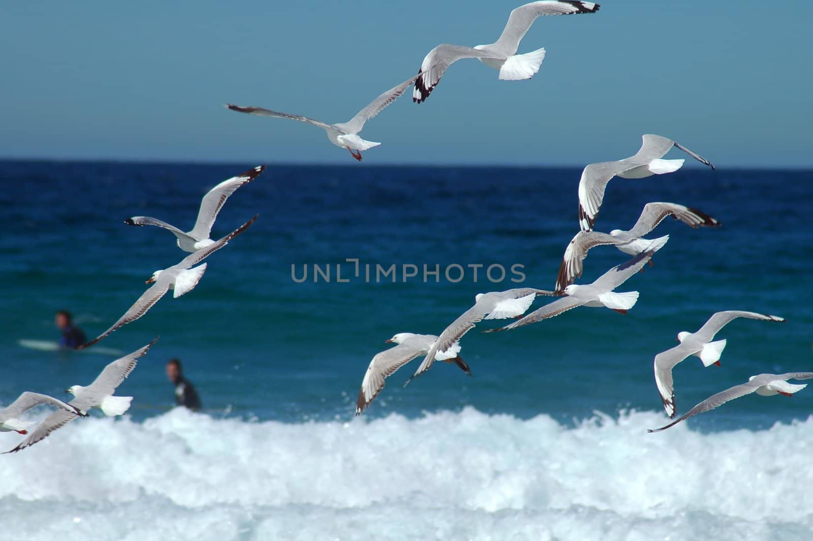 several flying seagulls, surfers in background, photo taken at Maroubra beach, Sydney