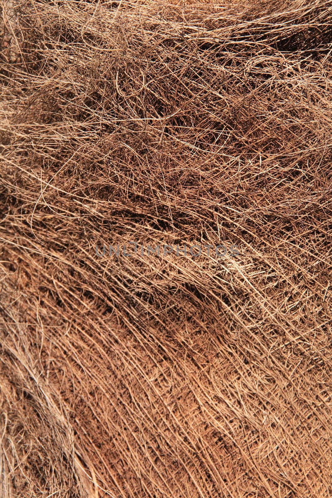fibre de palmier by neko92vl