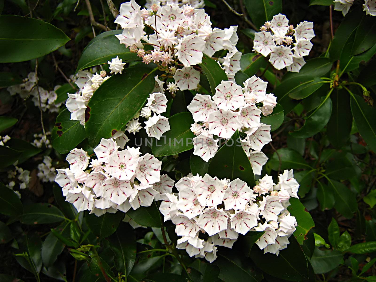 A photograph of a white flower in a field.