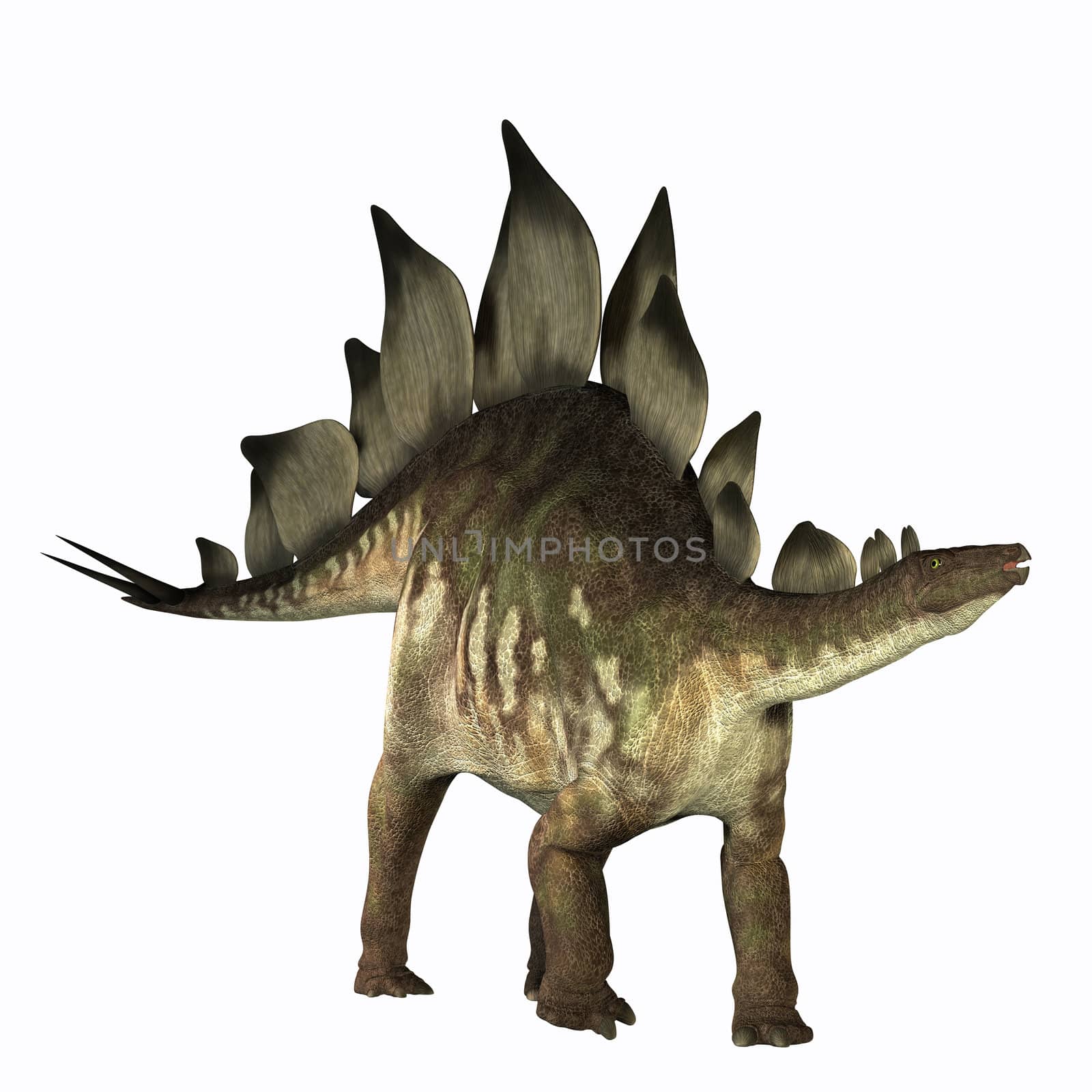 The Stegosaurus dinosaur is known for its distinctive tail spikes and plates along its spine to defend itself. Fossils bones have been found in Jurassic deposits in North America and Europe.