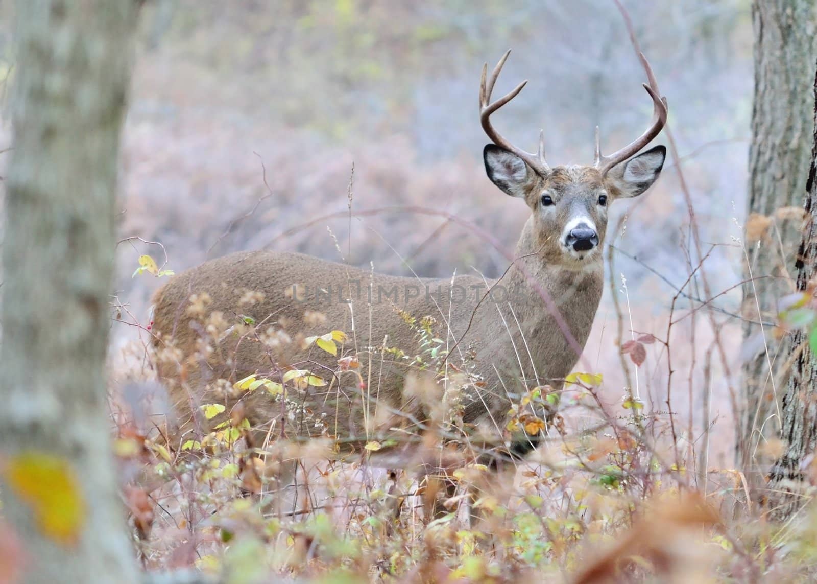 Whitetail deer buck standing in the woods in the rutting season.