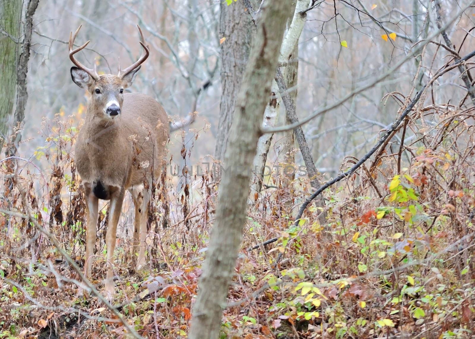 Whitetail deer Buck standing in the woods in the rutting season.