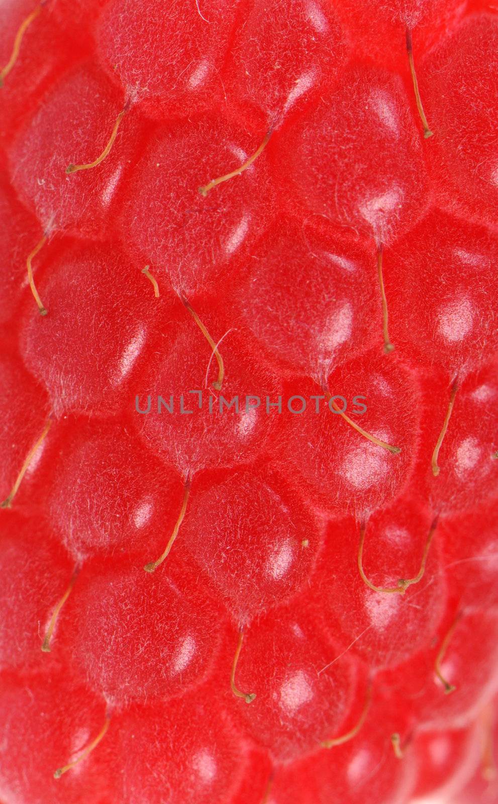 Fresh raspberry in extreme close-up