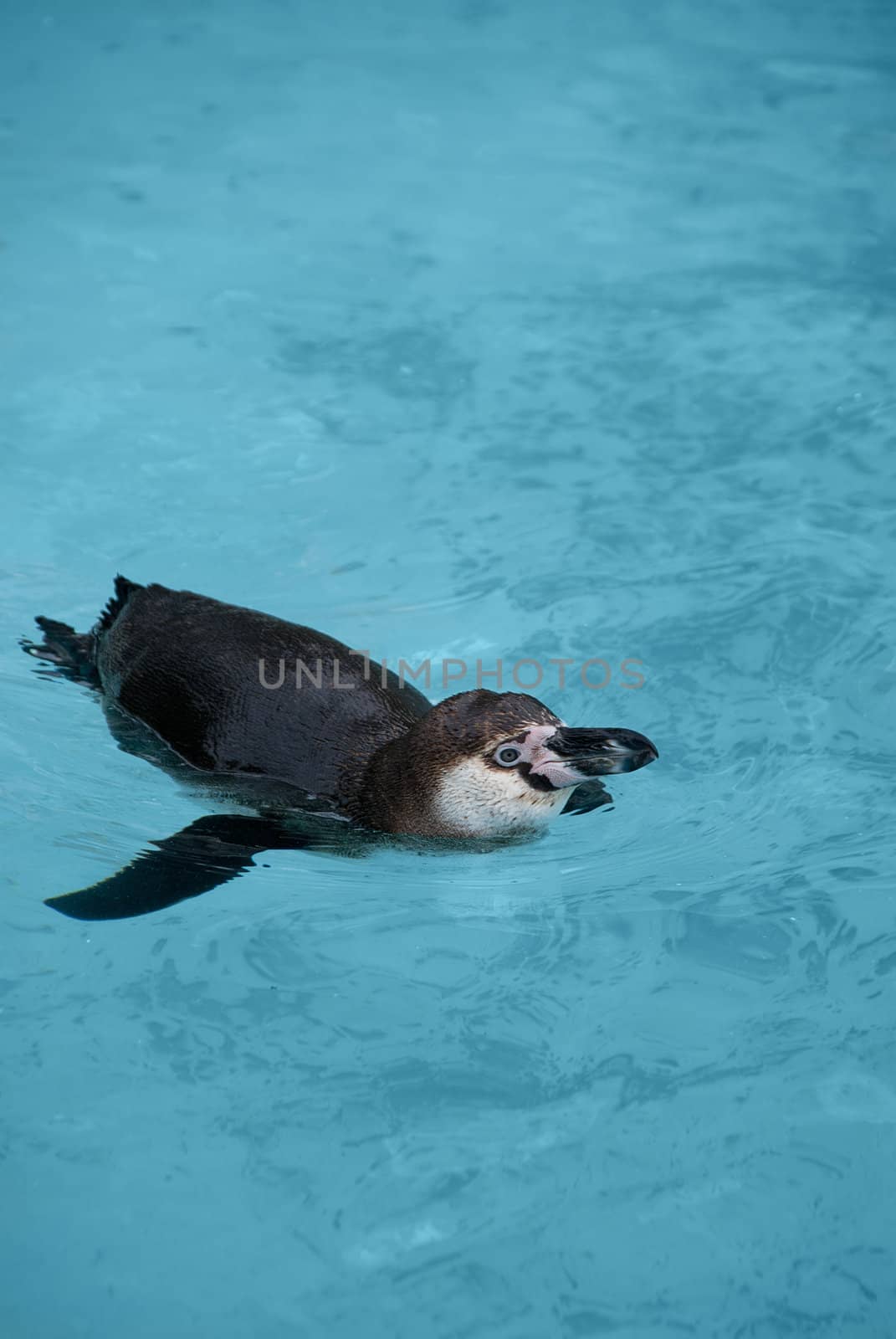 The Magellanic Penguin, Spheniscus magellanicus, or South American penguin