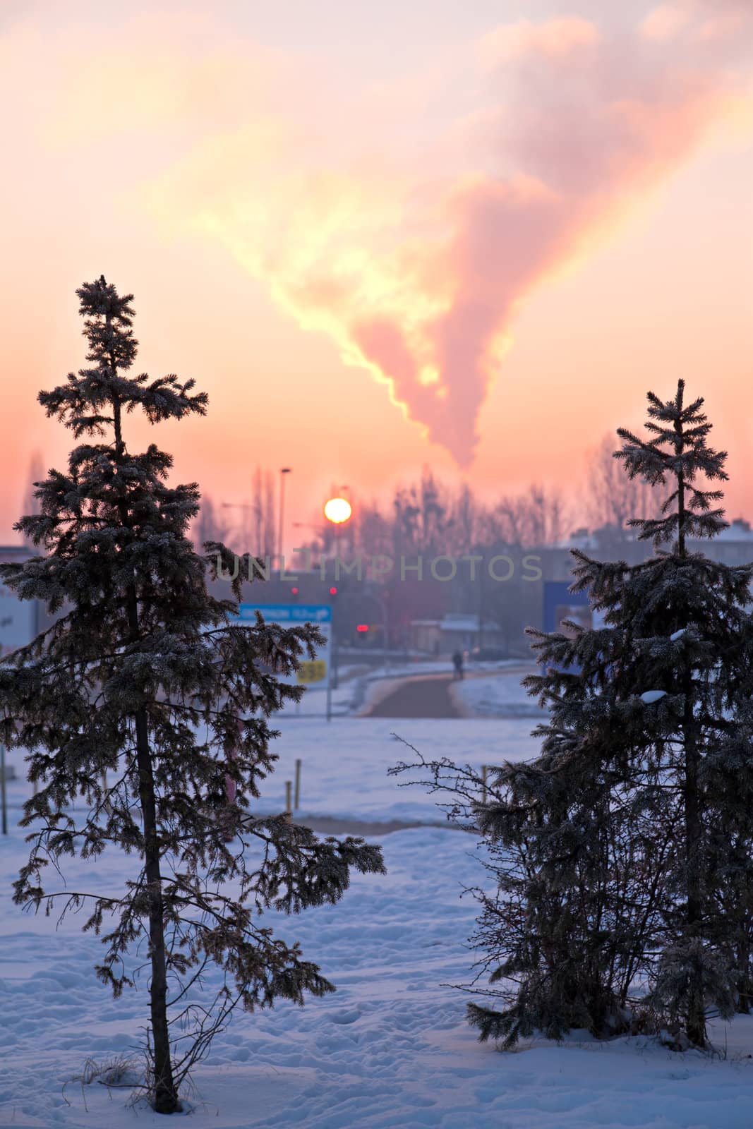 Pine trees against the industrial chimney and sunset
