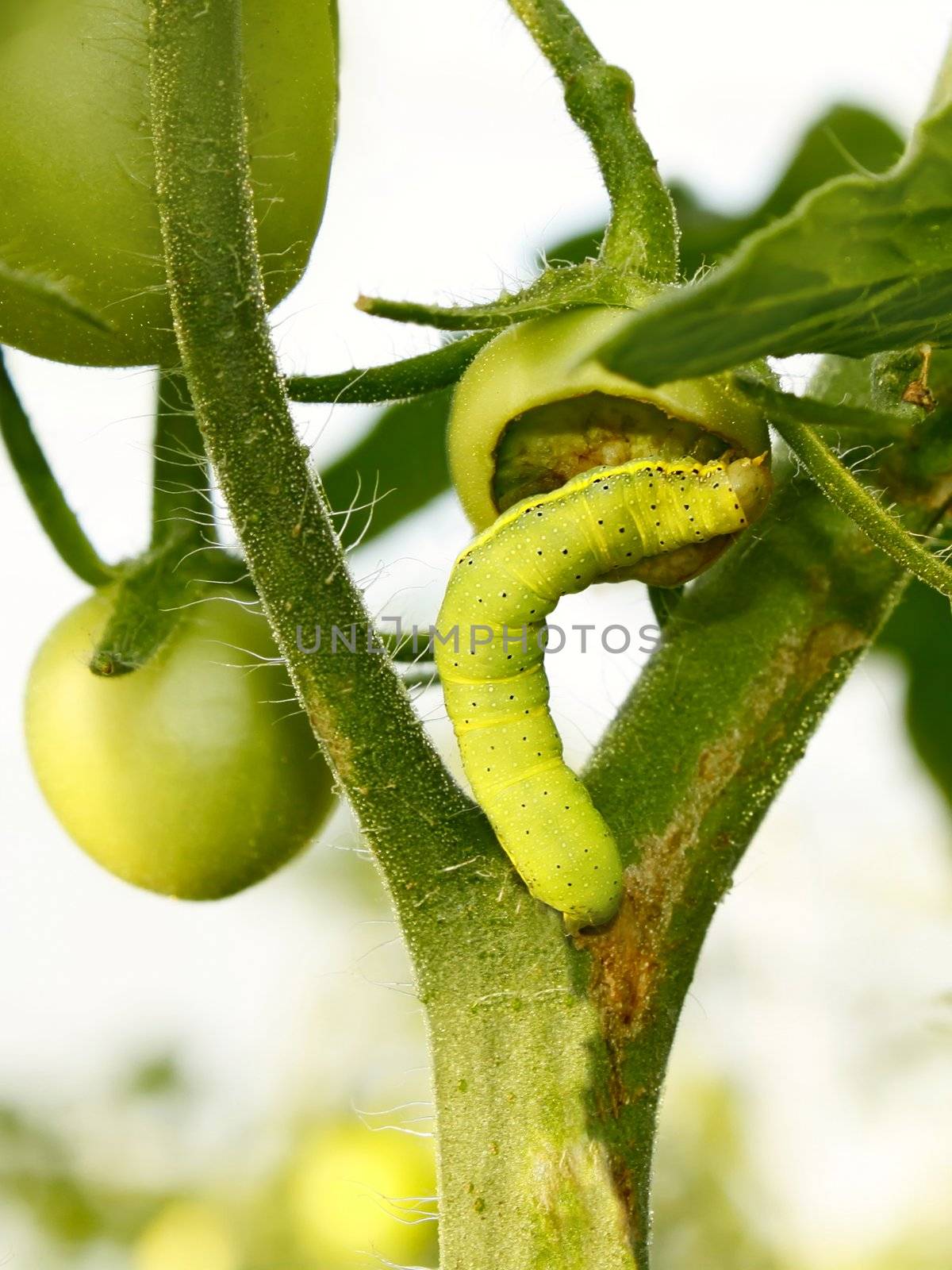 Cutworm eats green tomato by qiiip