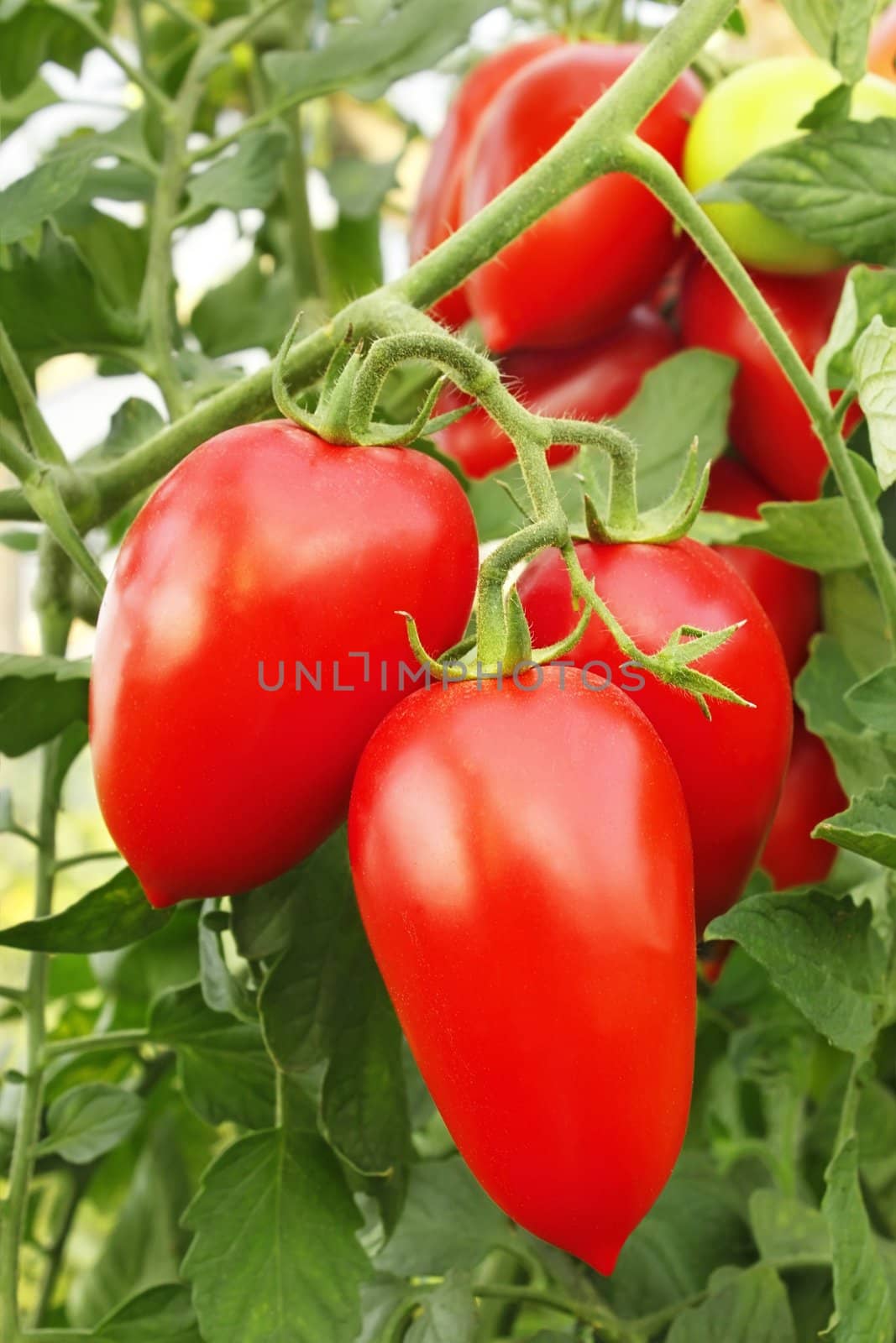 Bunch with elongated ripe red tomatoes in greenhouse