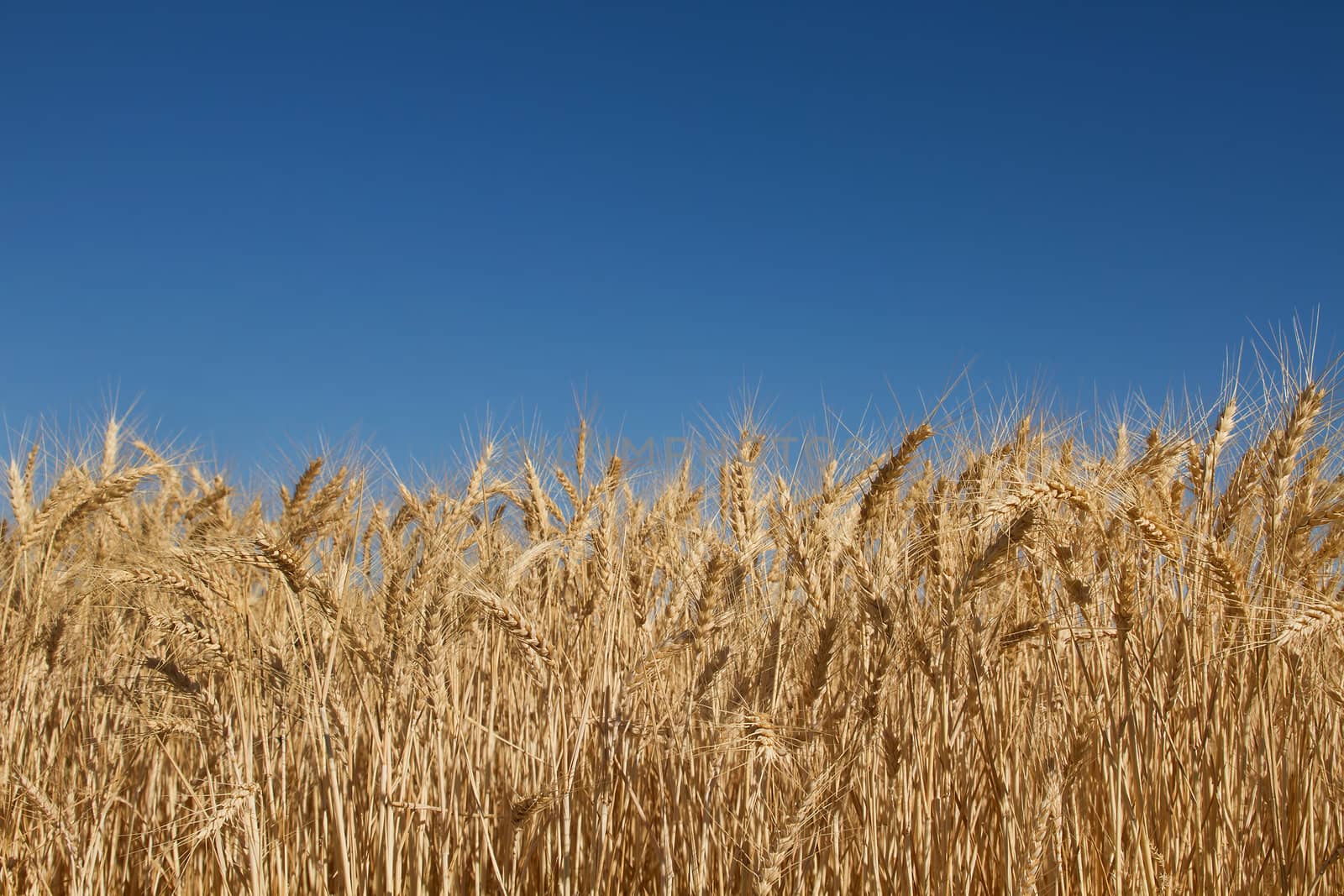 Wheat Grass Farm Field Against Clear Blue Sky Background