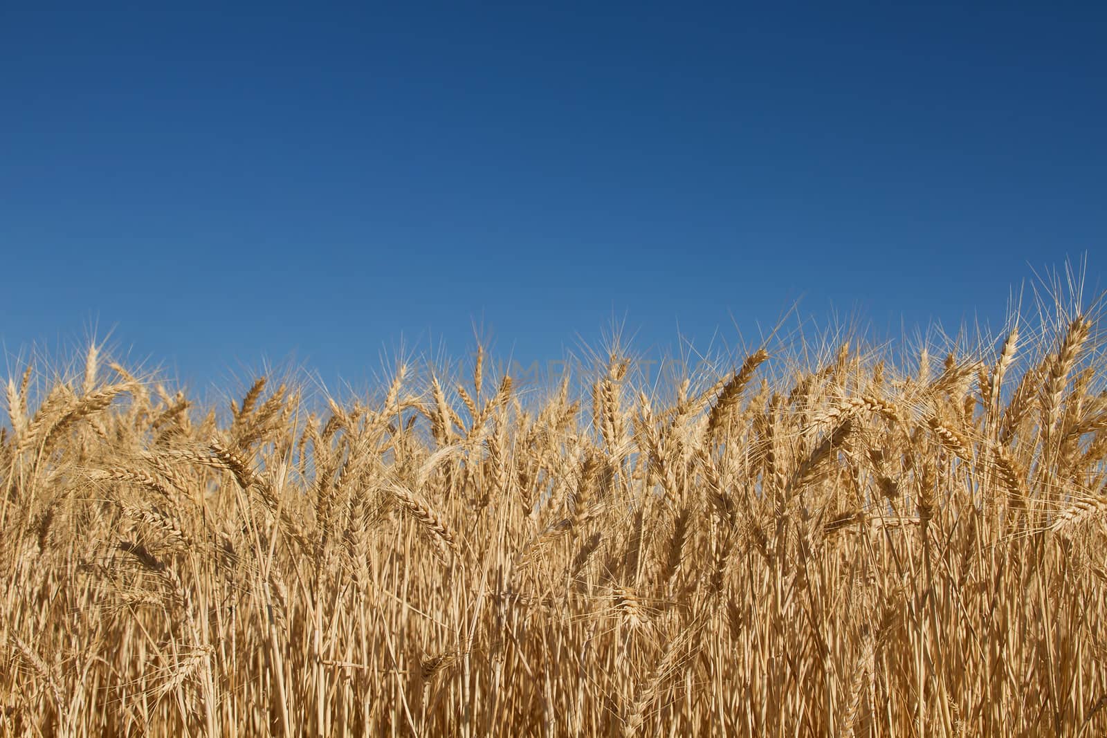 Wheat Grass Field Against Blue Sky by jpldesigns