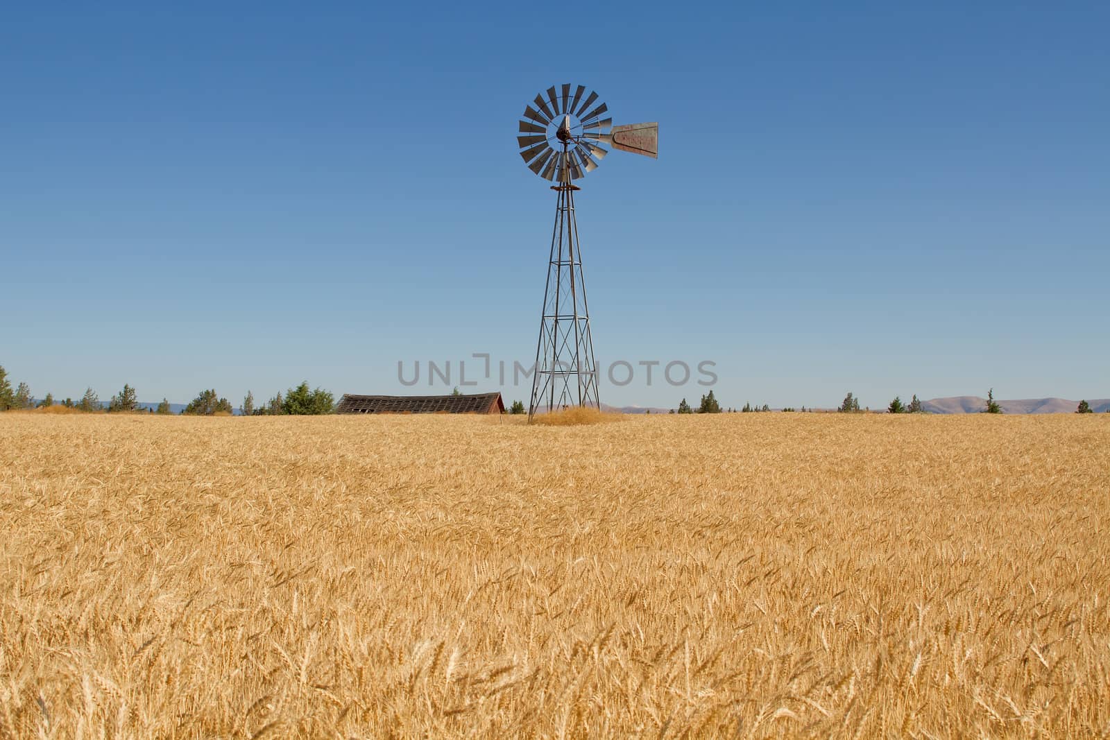 Wheat Grass Field with Windmill Barn and Blue Sky