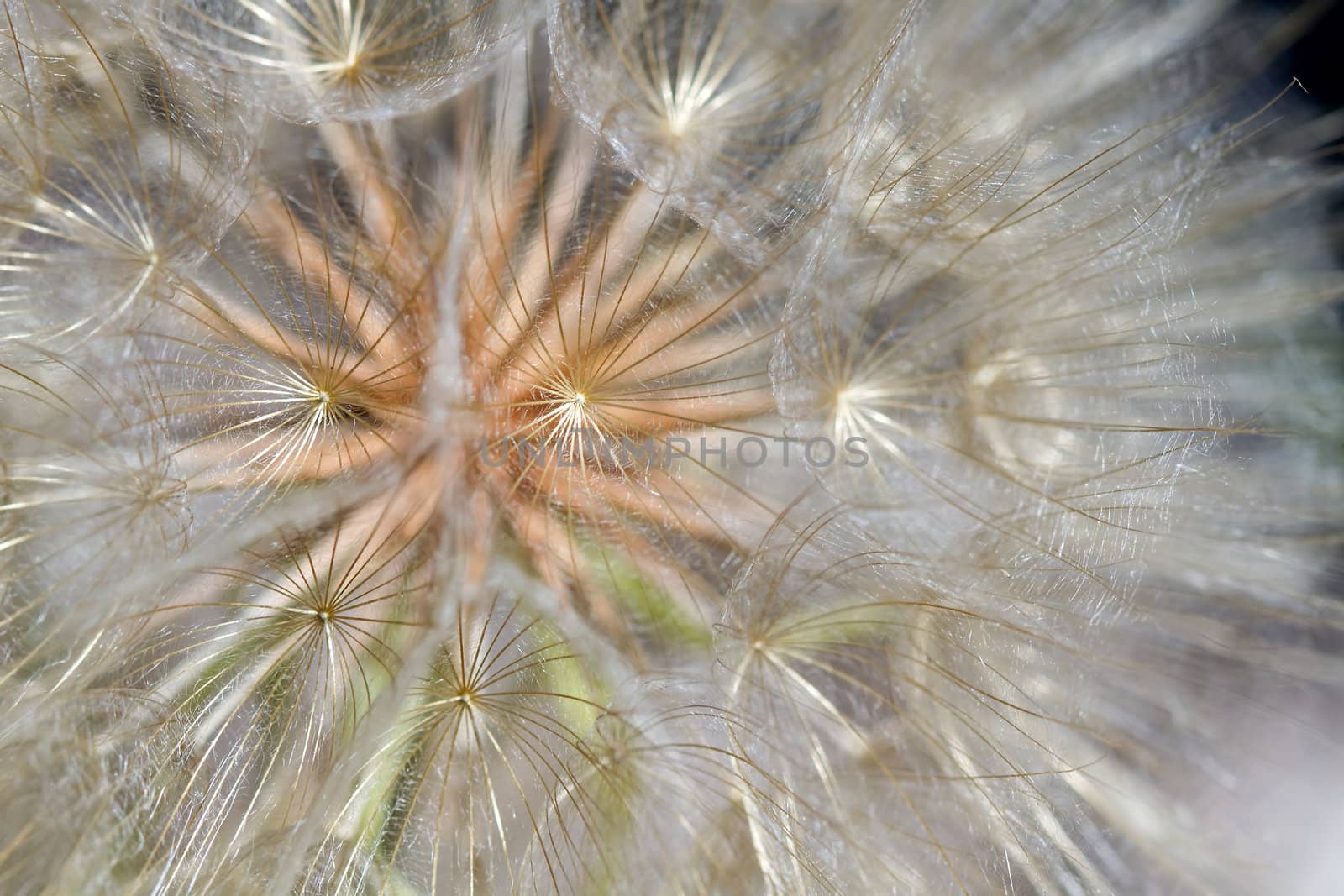 Dandelion Flower Seed Head Closeup Macro Background