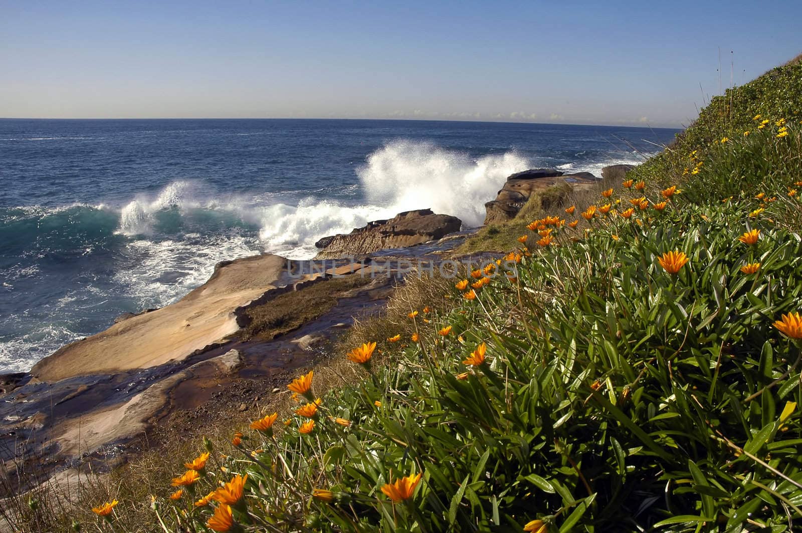 coastline in Sydney, orange flowers, rocks and ocean