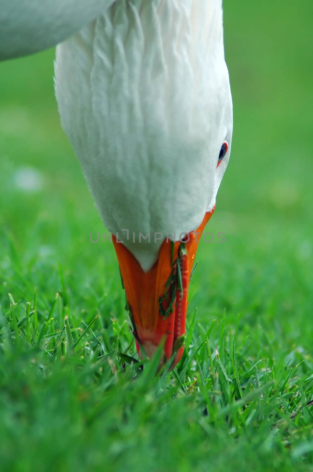 goose detail by rorem