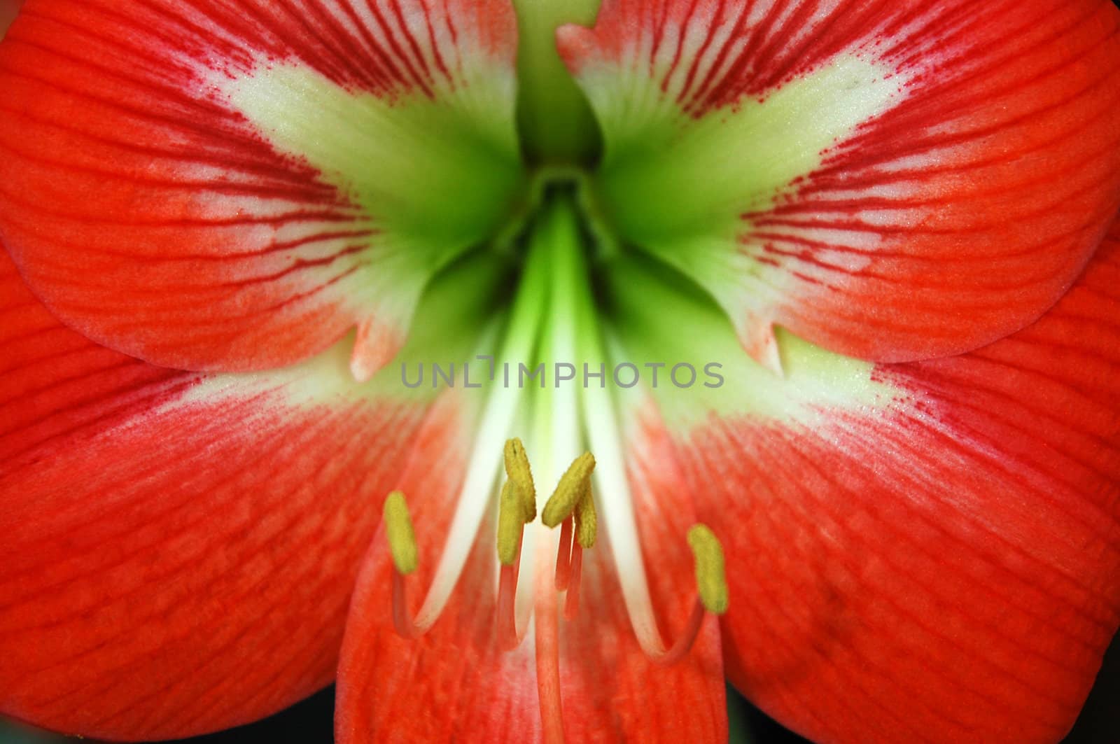 detail (macro) photo of red flower, distance blur