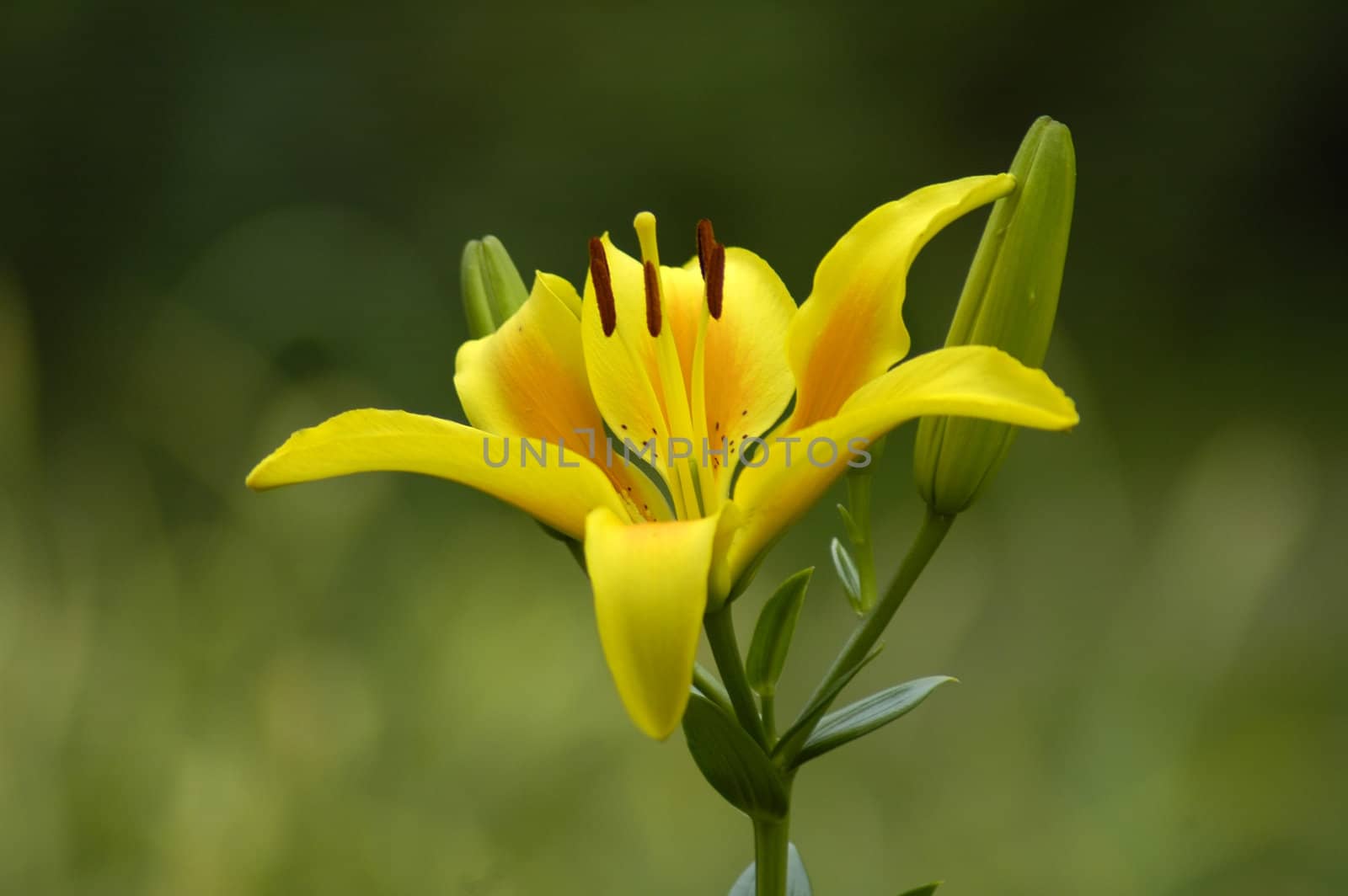 yellow blossom flower on green blurred background