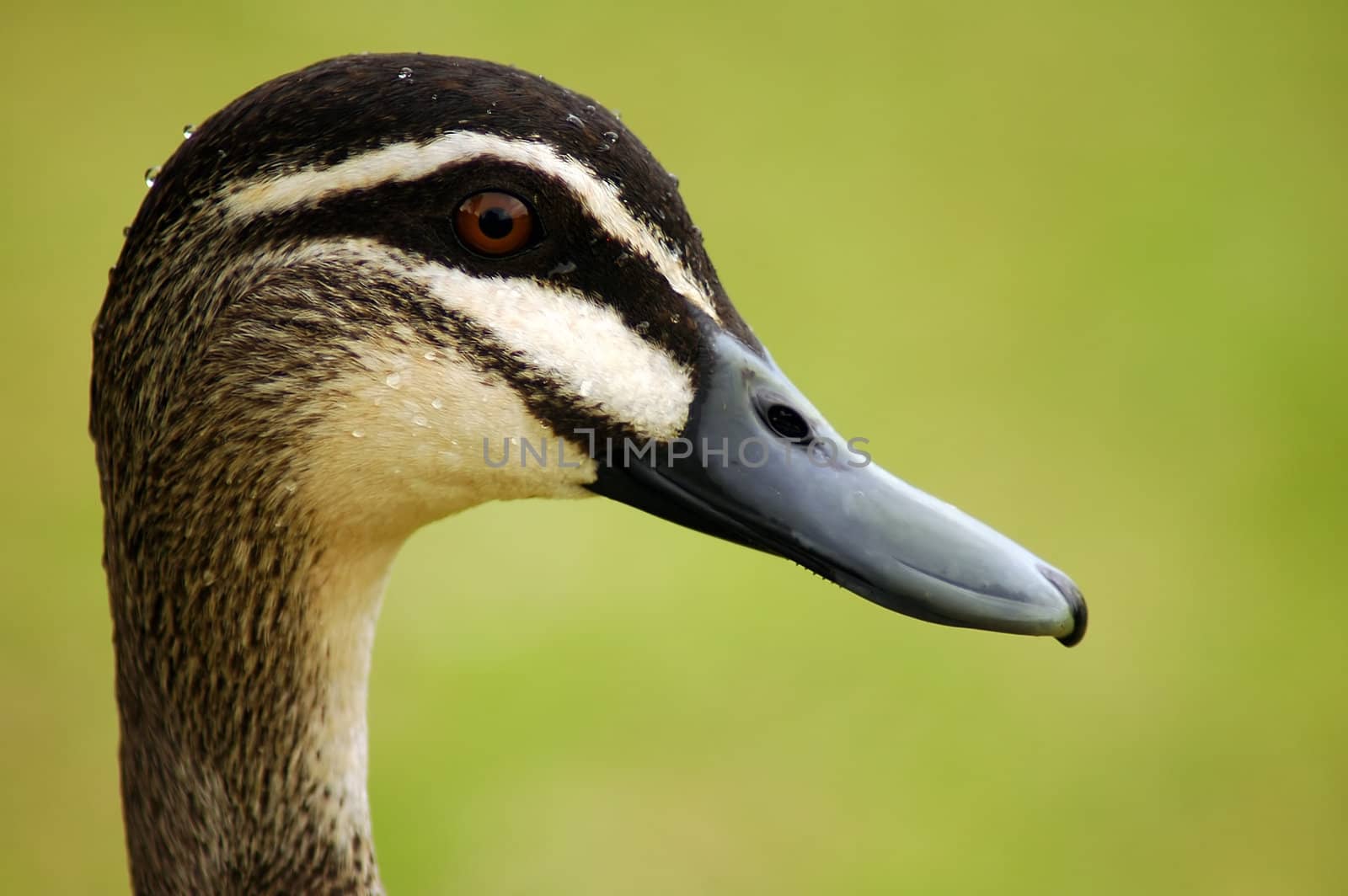 duck head detail photo, blurred green background