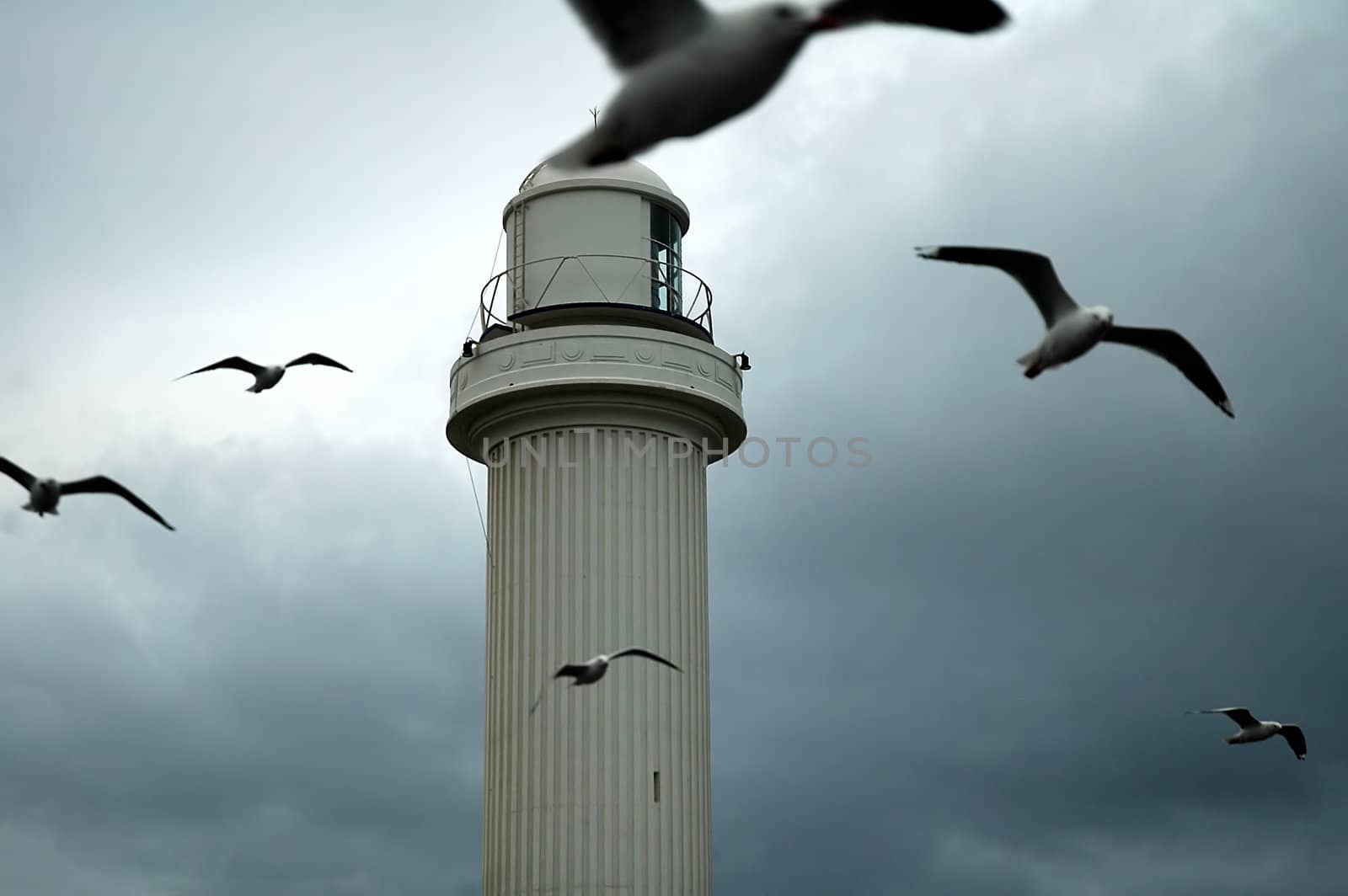 lighthouse seabirds by rorem