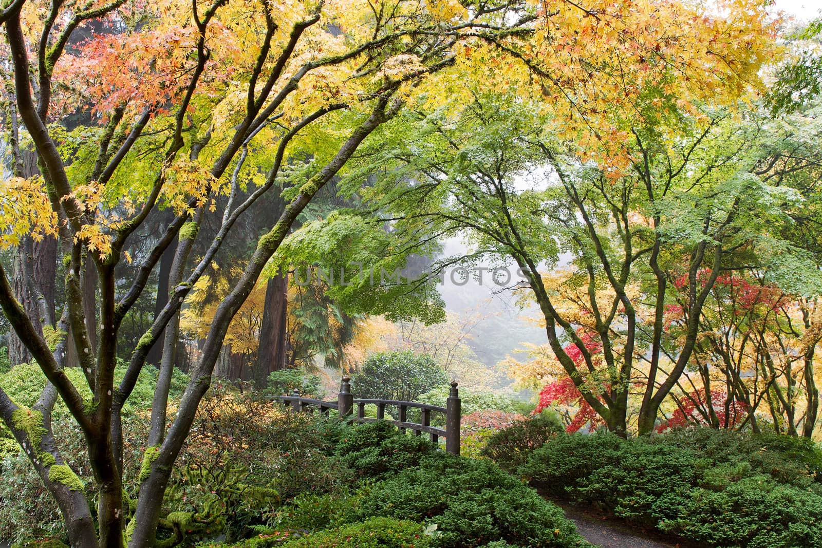 Japanese Maple Tree Canopy by the Bridge in Fall