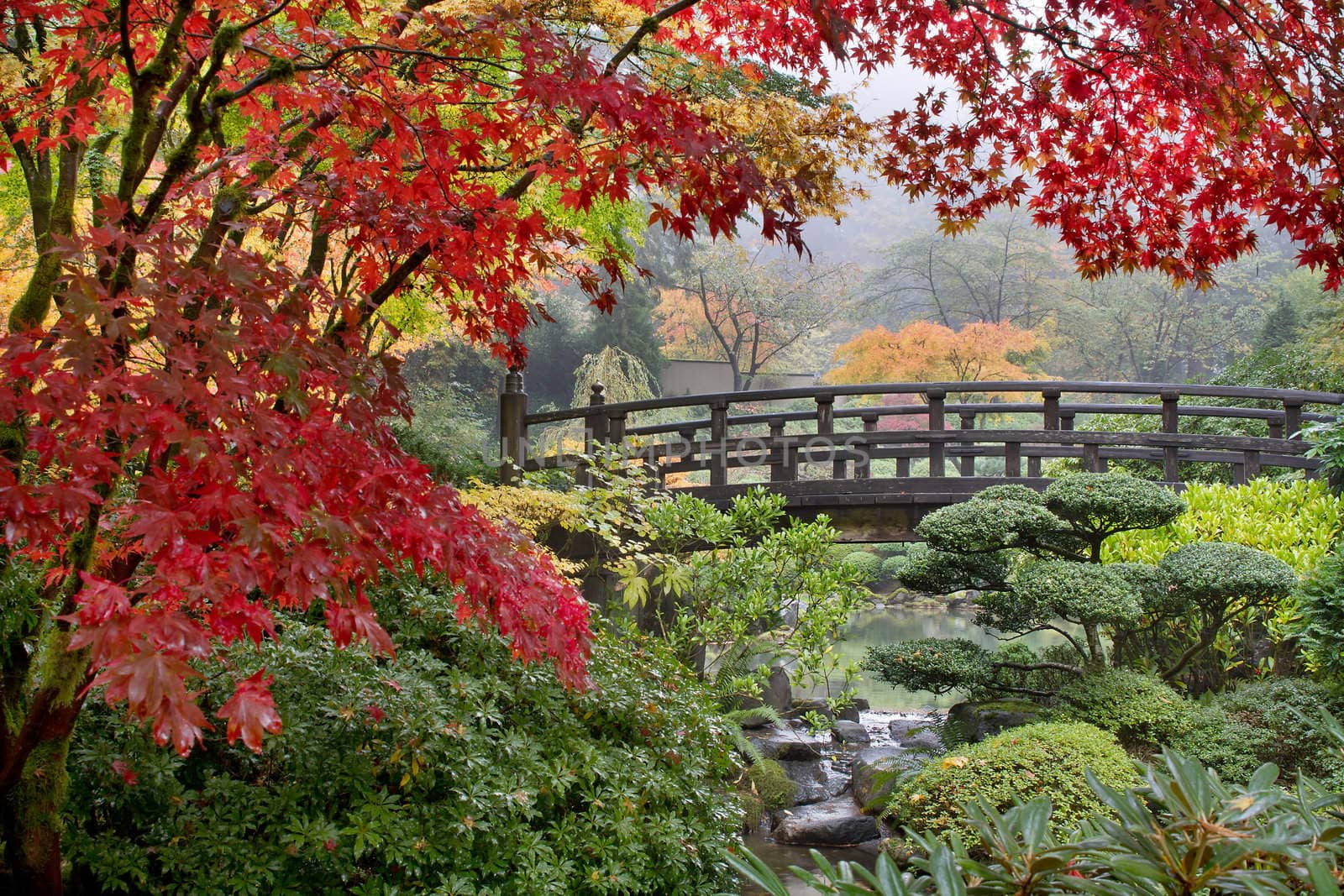 Japanese Maple Trees by the Bridge in Fall by jpldesigns