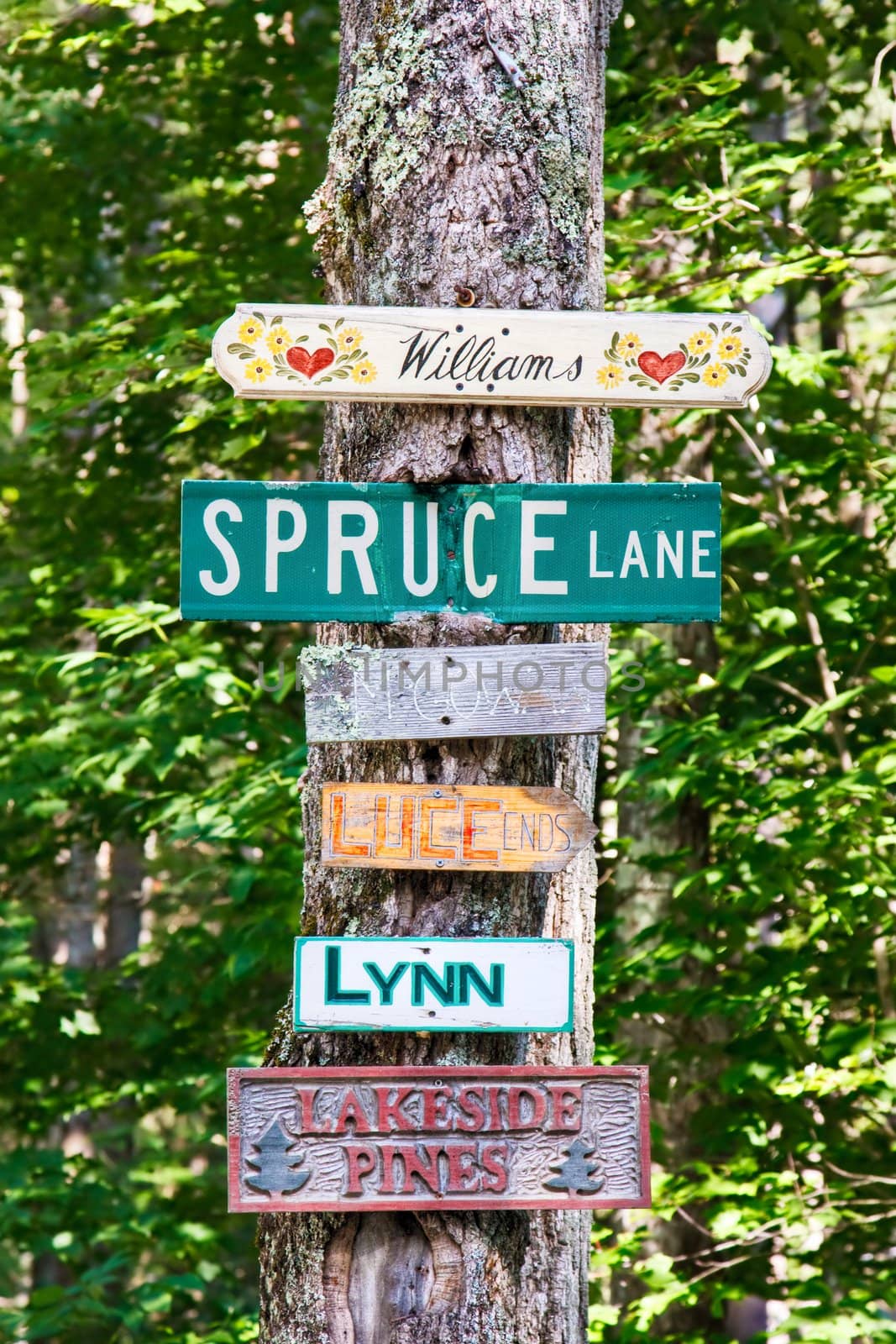 Street signs and family home signs nailed to a tree on a country road