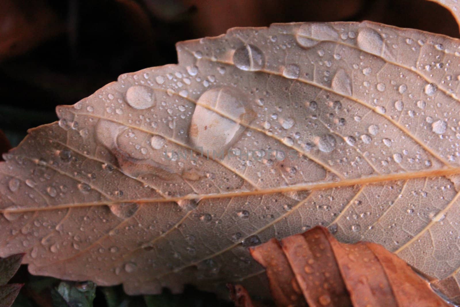 leafs autumn