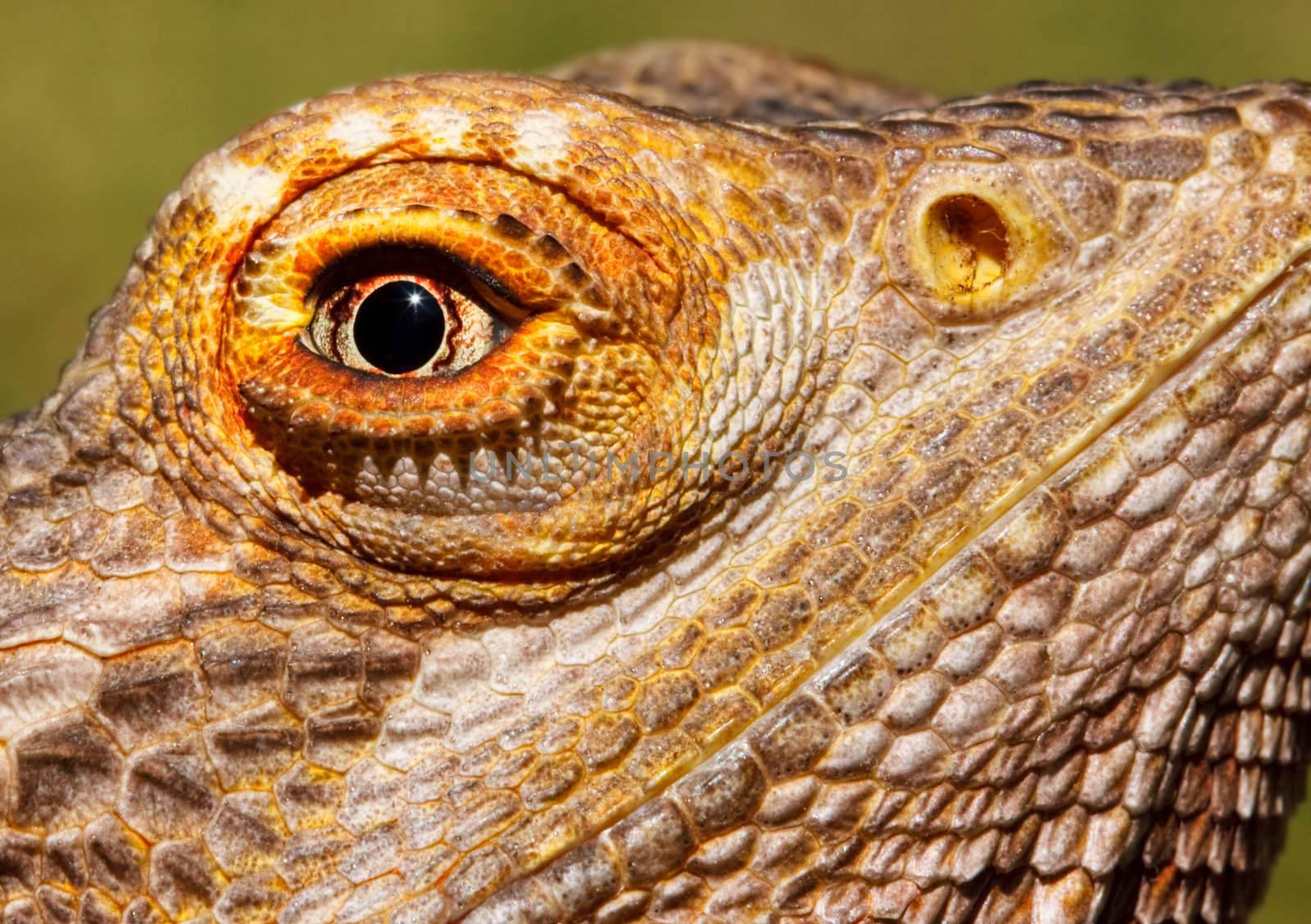 Closeup of a bearded dragon with very sharp focus on the eye