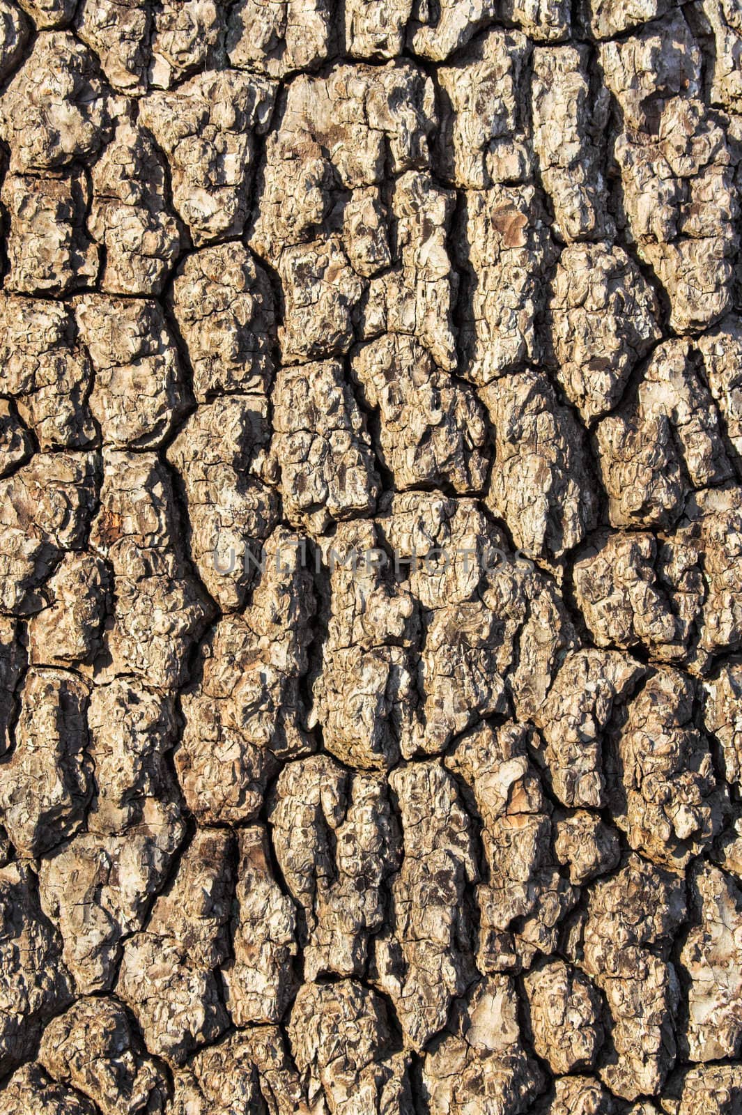 Tree Bark 2 by sbonk