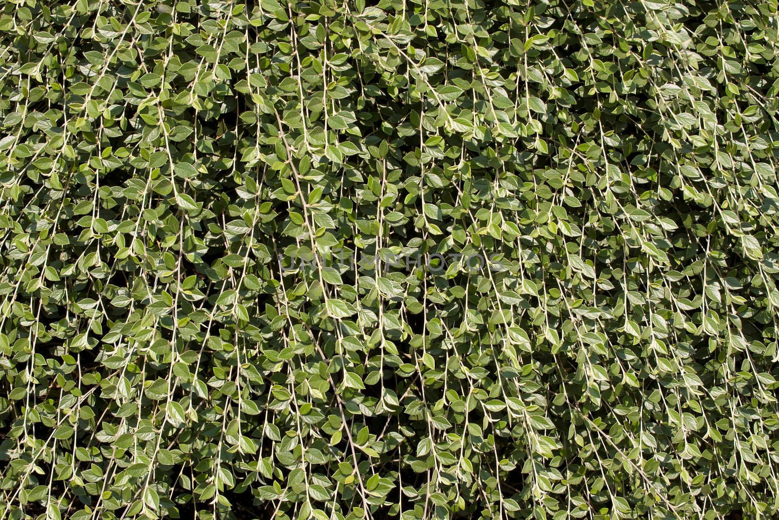 Climbing Vines Background by jpldesigns