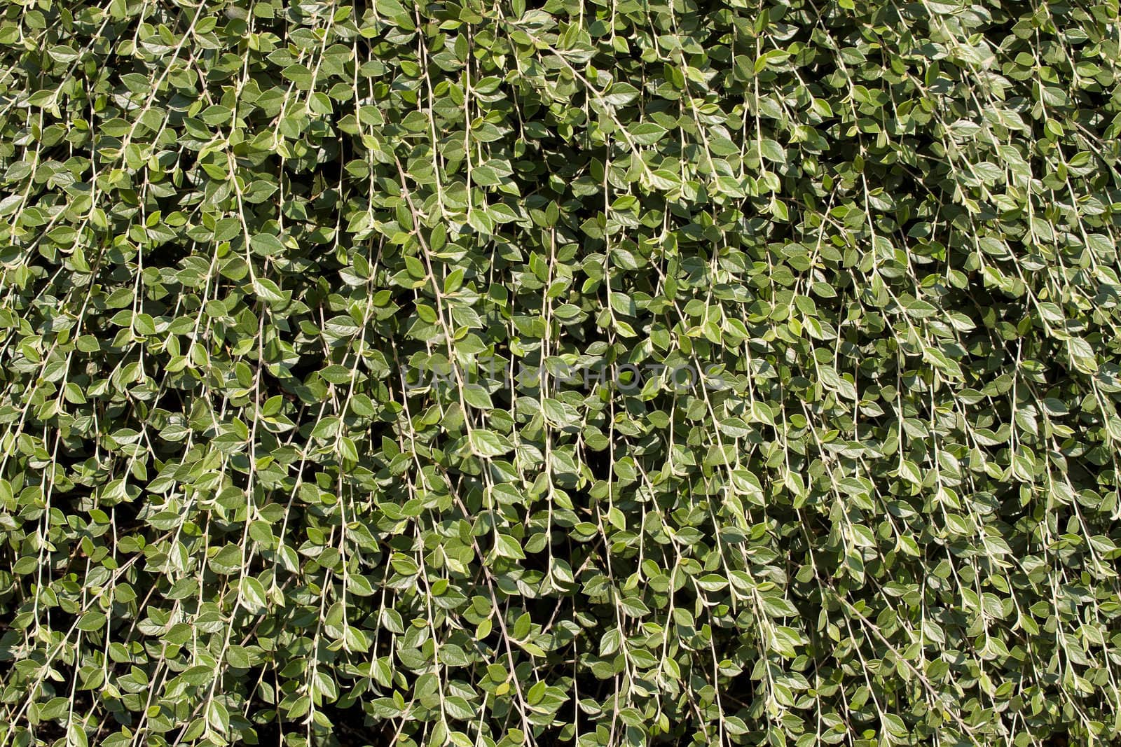 Climbing Vines Plant Background