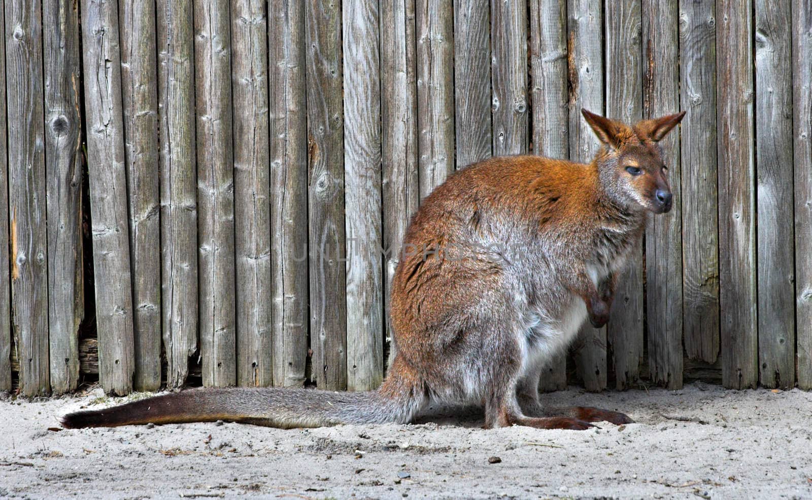 A wallaby in front of a fence