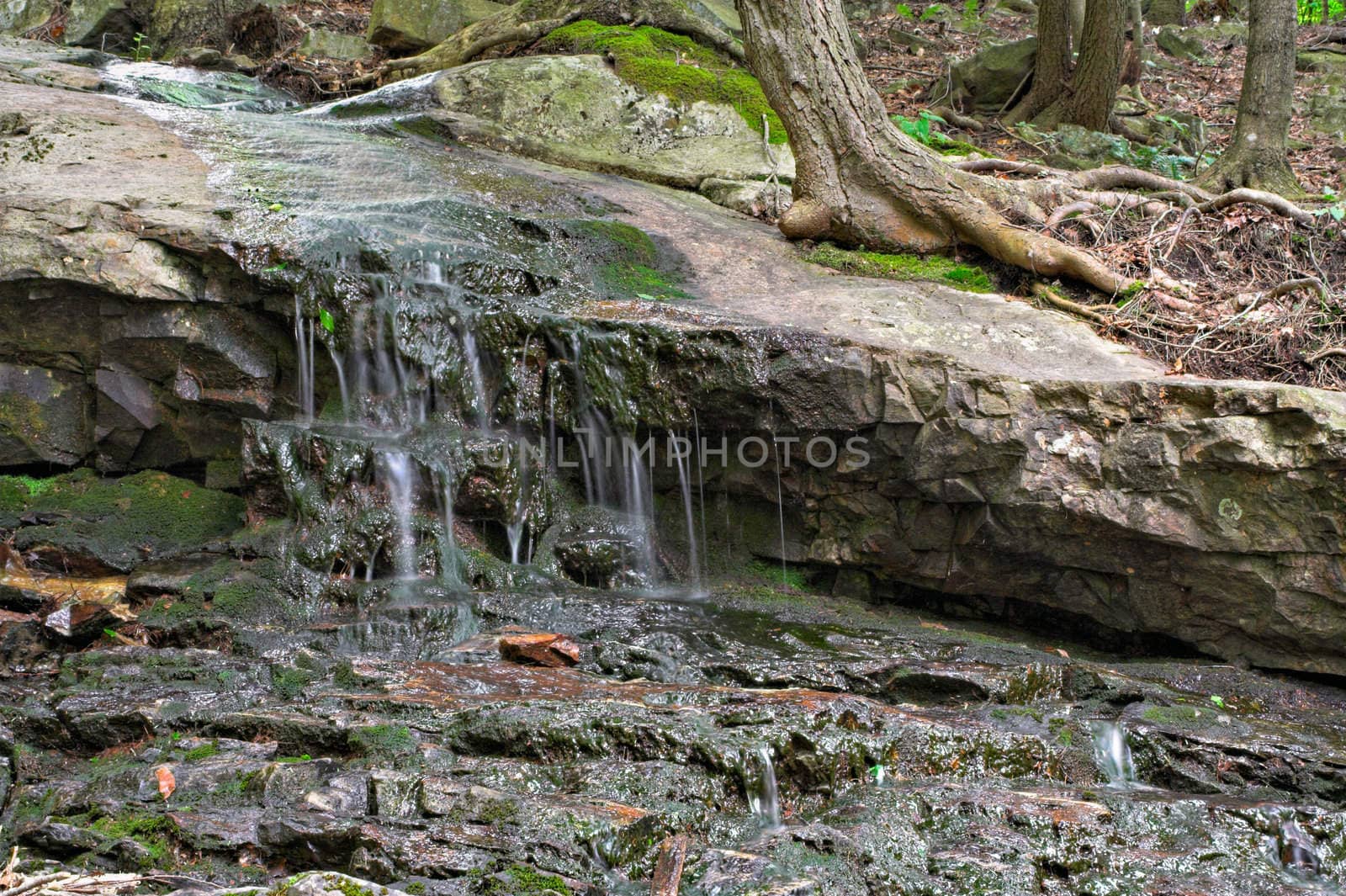 Water on Rocks in Forest by sbonk