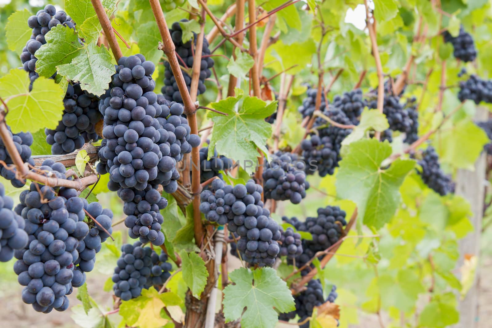 Red Wine Grapes on Vines in Vineyard