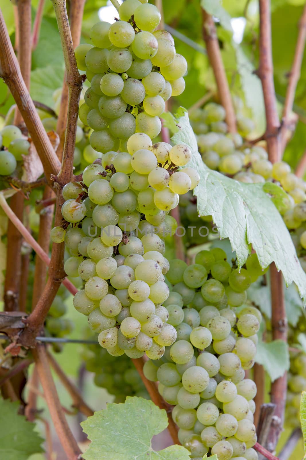 Bunches of White Wine Grapes by jpldesigns
