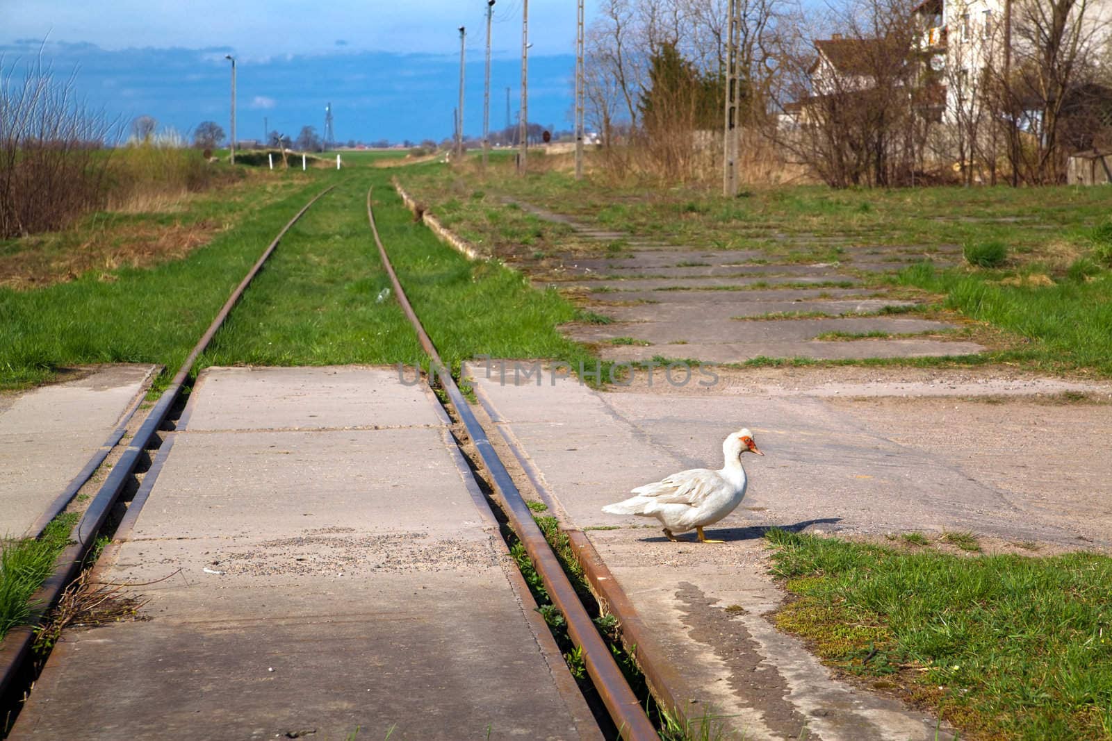 White goose passing the railroad crossing
