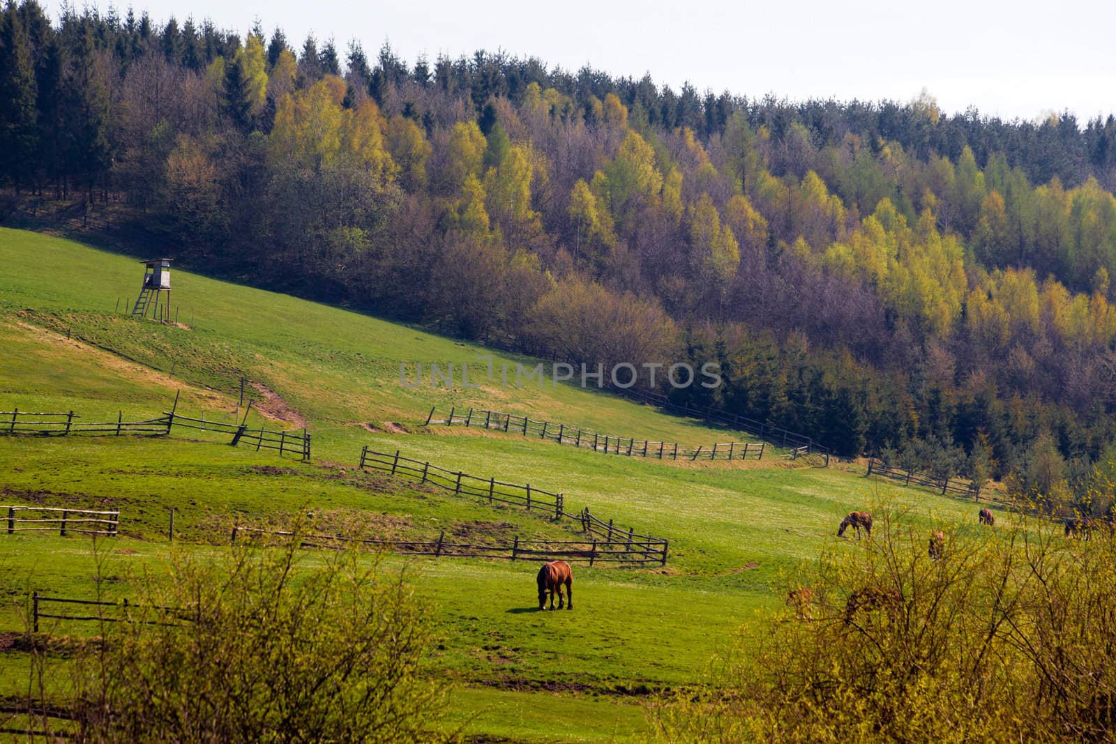 Beautiful summer landscape of green hills and horses
