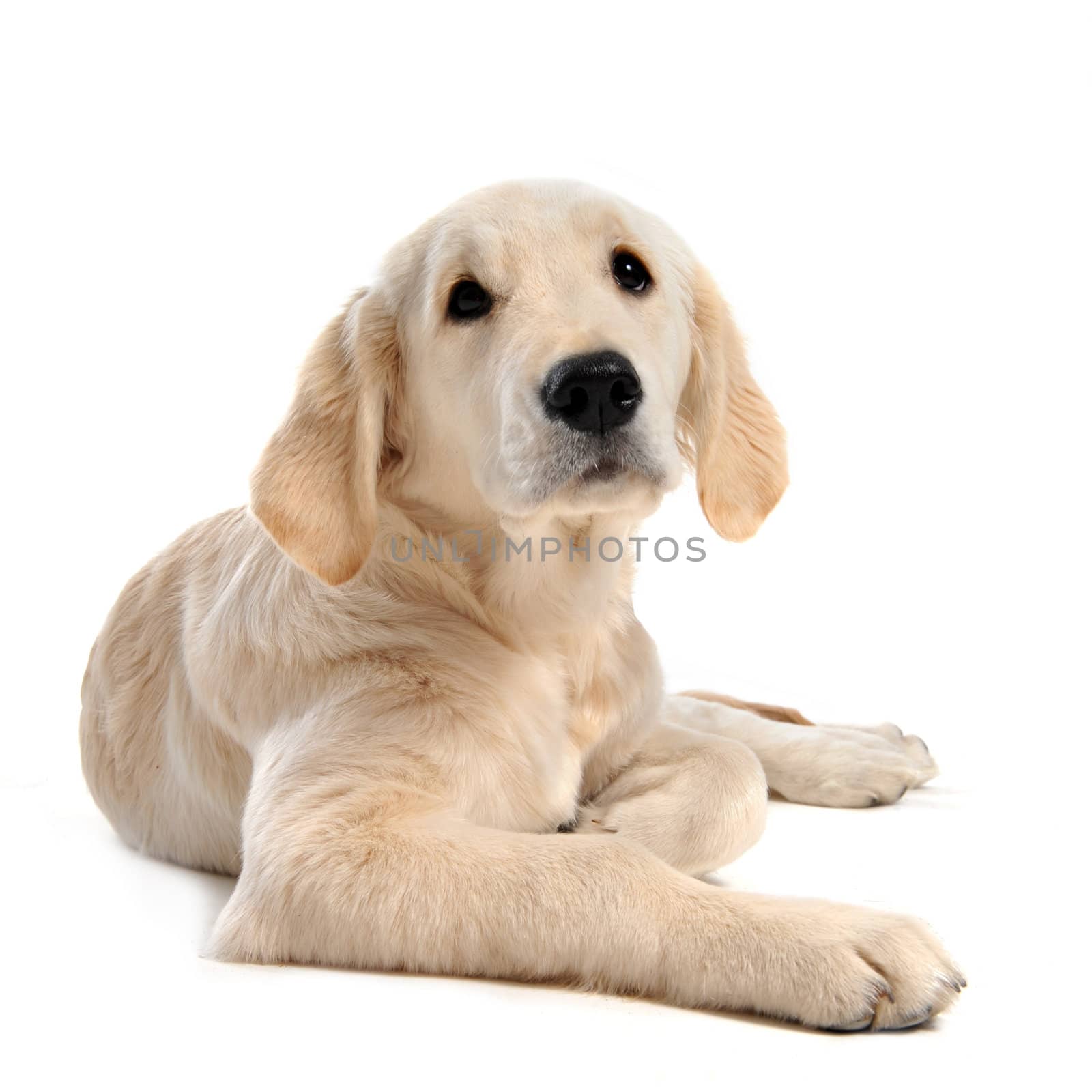 purebred puppy golden retriever in front of a white background