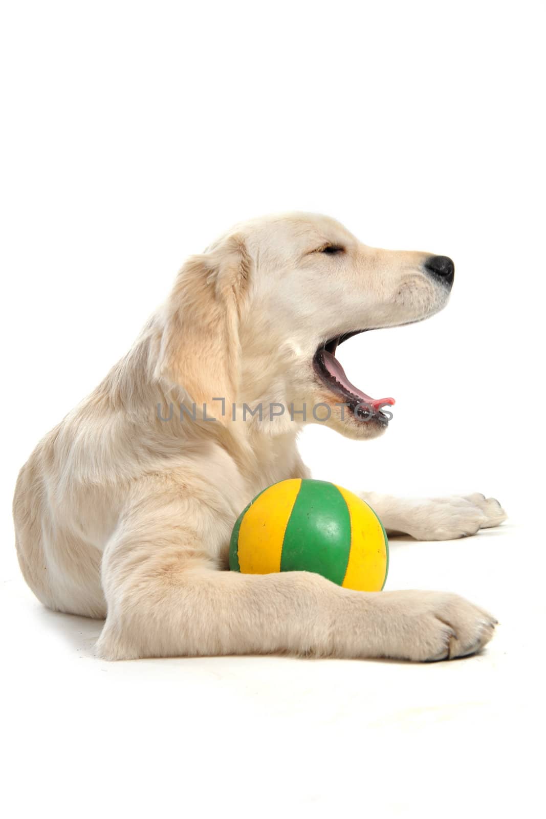yawning purebred puppy golden retriever in front of a white 