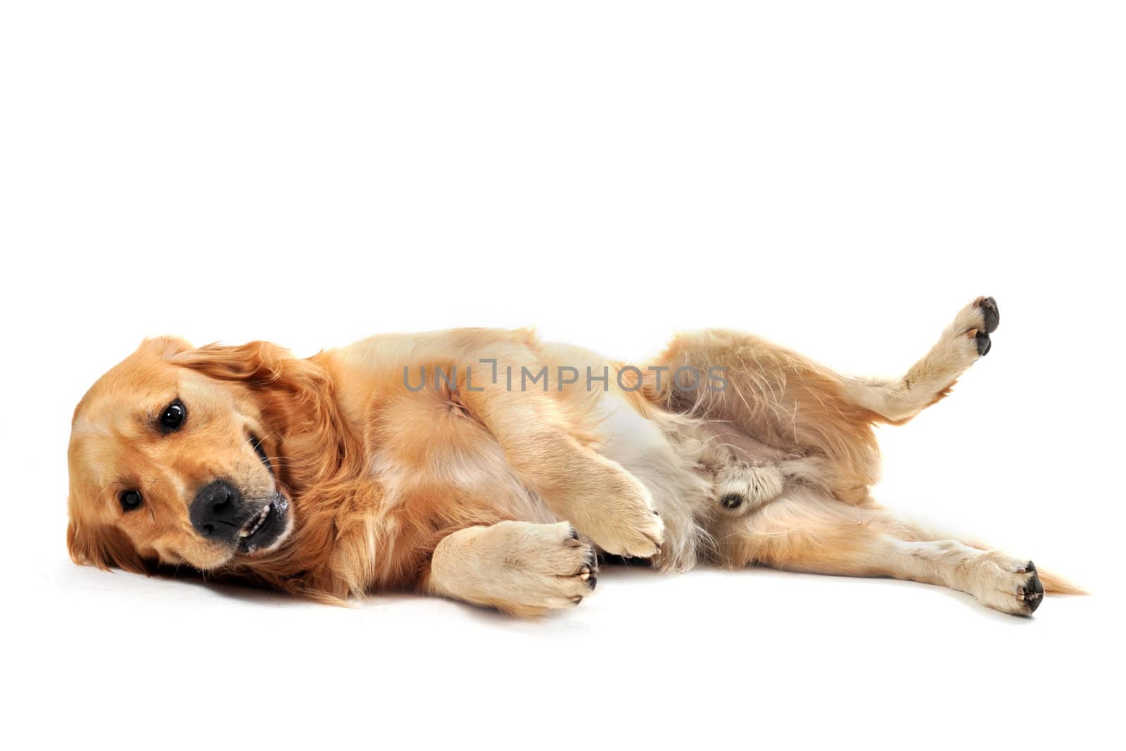 purebred golden retriever laid down in front of a white background